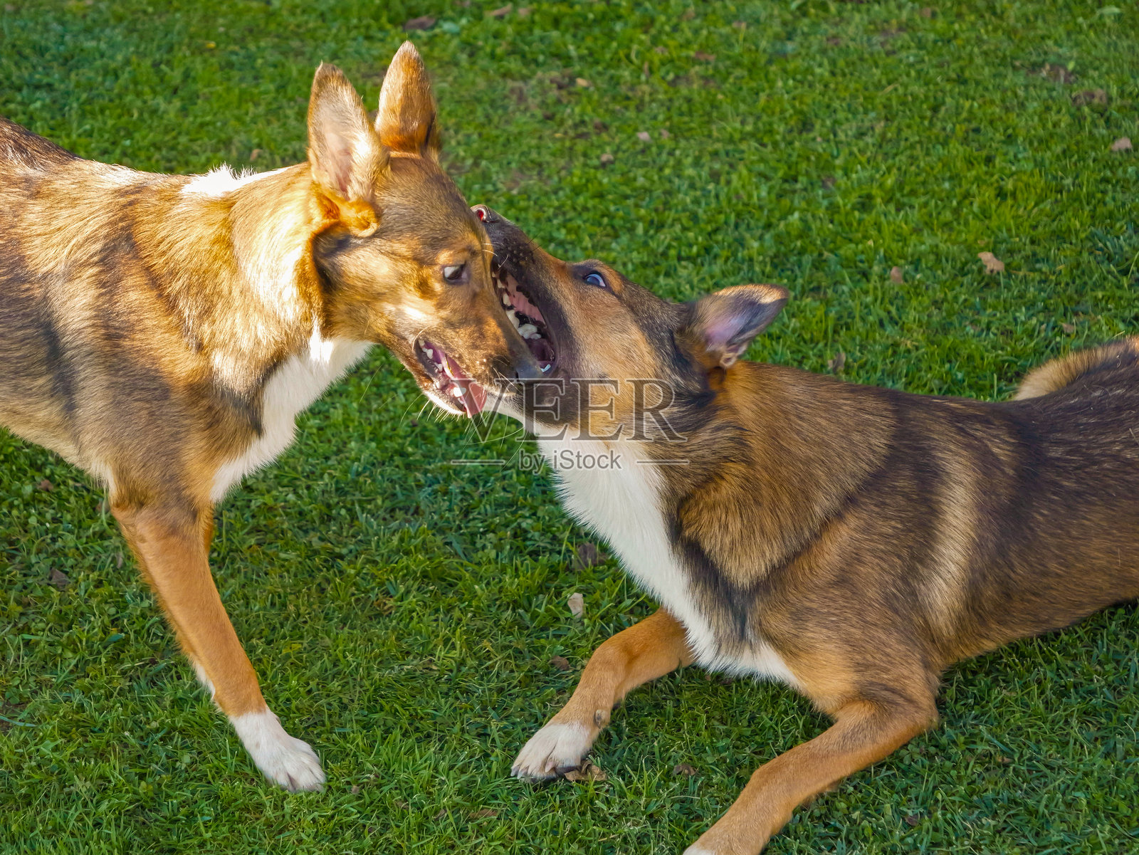 特写：两只活泼的狗在草地上嬉戏互动照片摄影图片