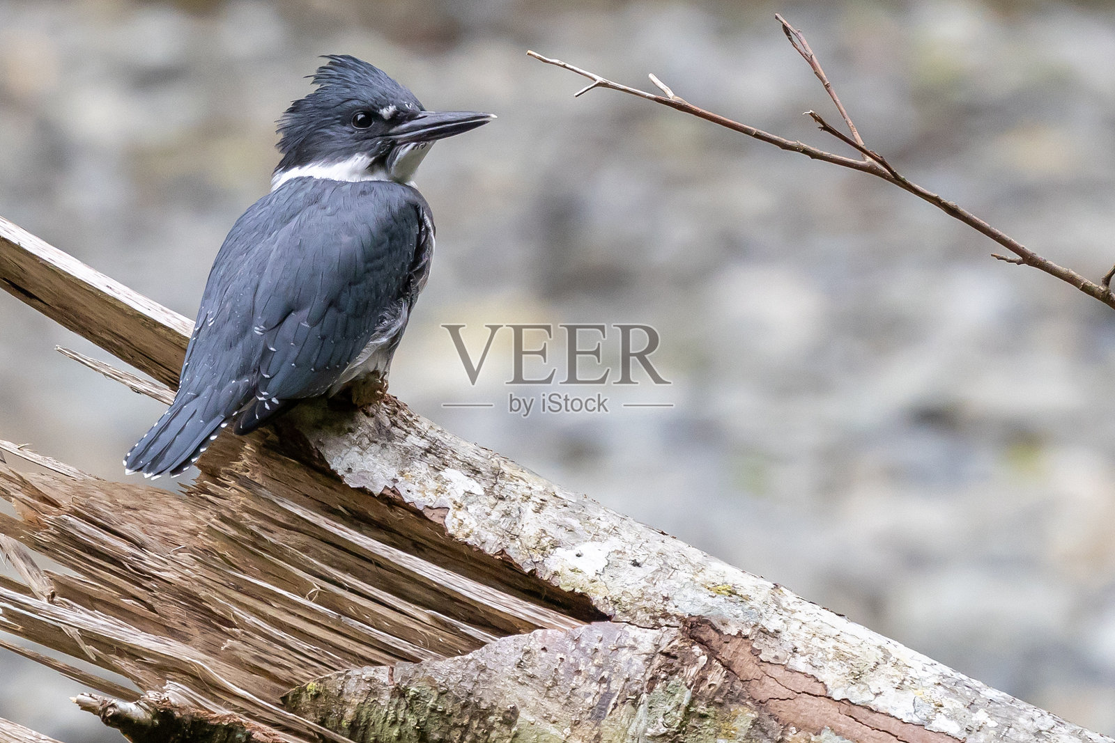 蓝色翠鸟照片摄影图片