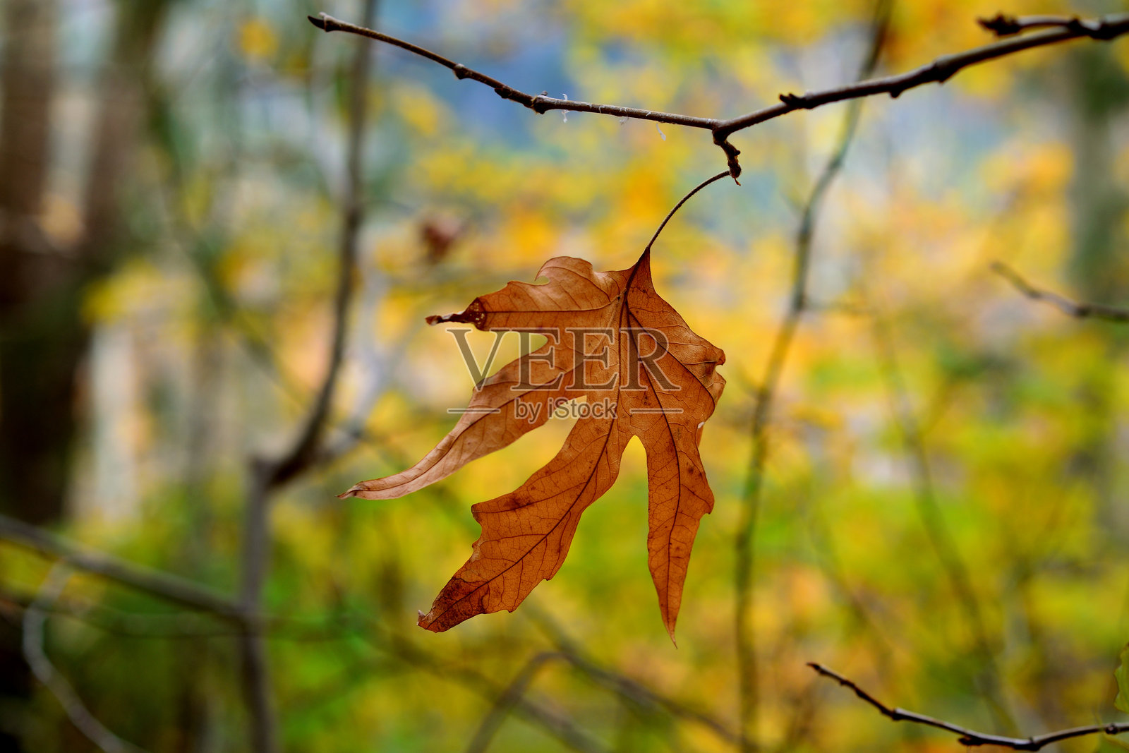 秋天的悬铃木树叶照片摄影图片