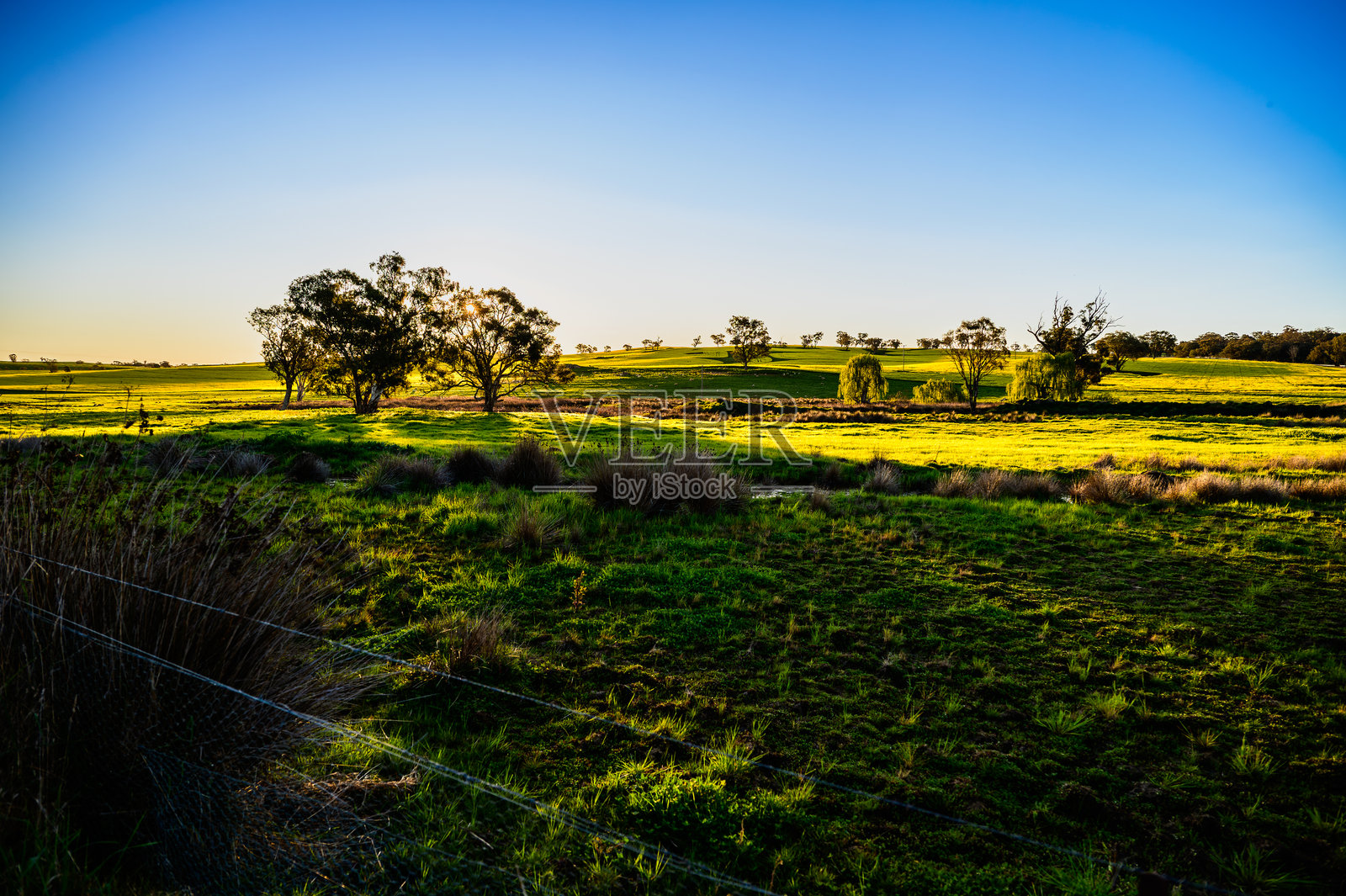 这张照片拍摄的是通往哈登镇的风景，展现了油菜花的田野。照片摄影图片