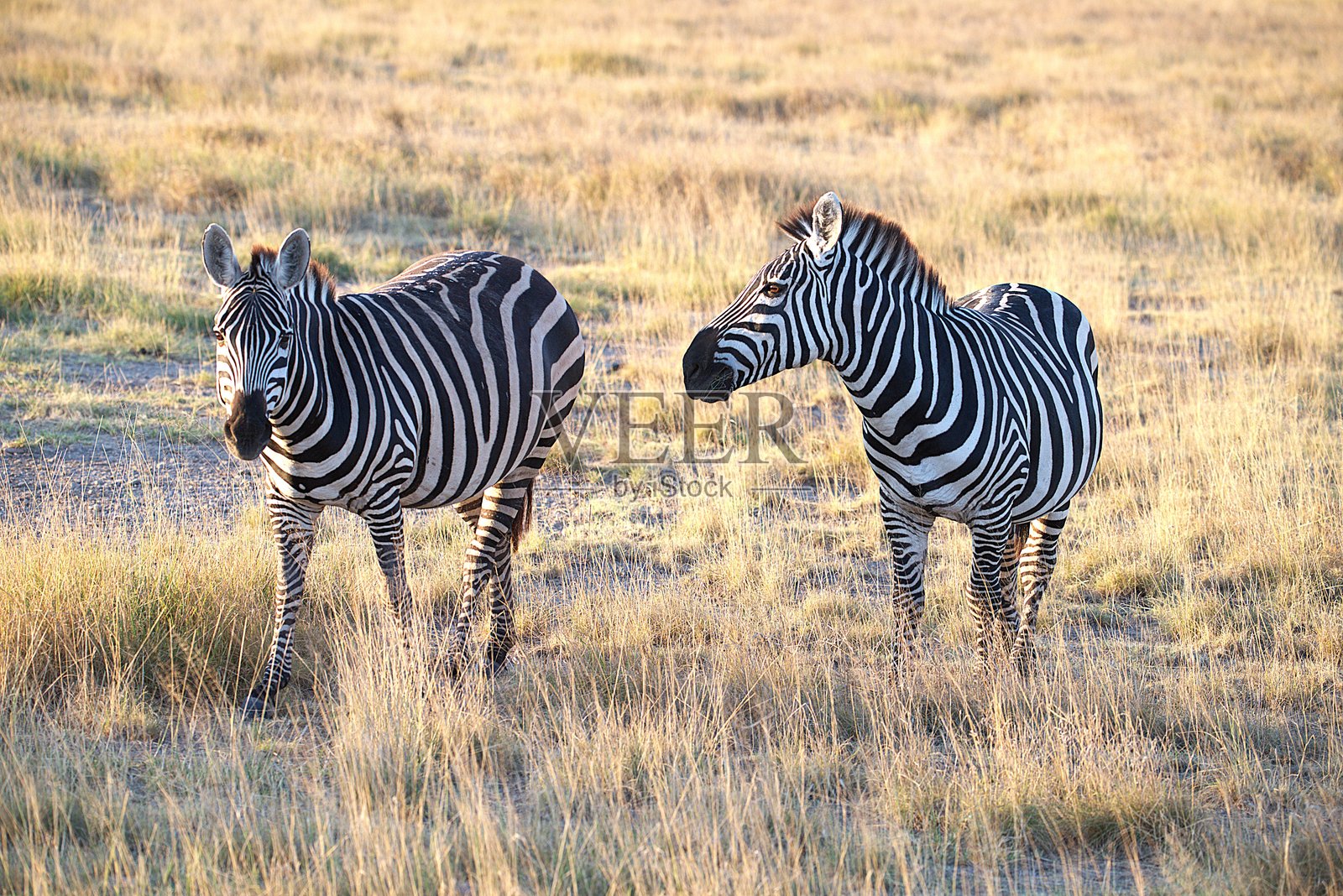 两只斑马在安博塞利国家公园嬉戏照片摄影图片