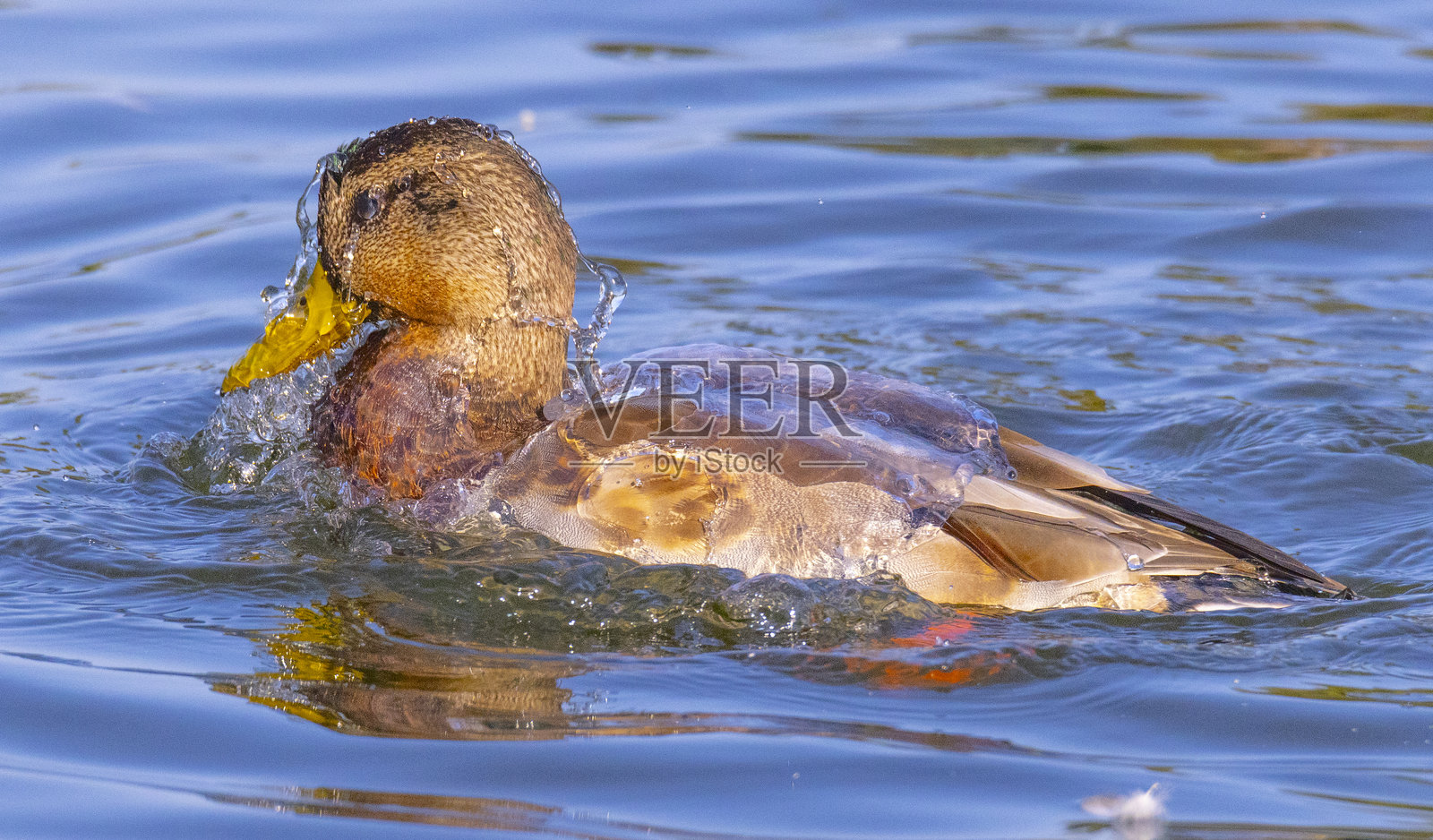 绿头鸭在清澈的水中洗澡。照片摄影图片