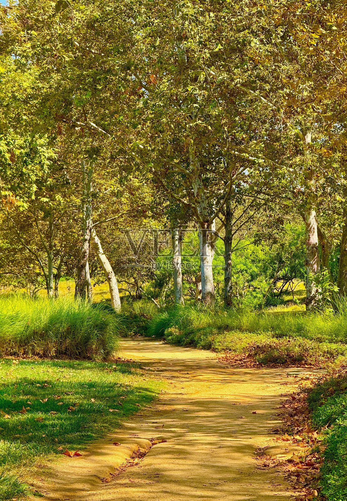 山间小径穿过森林照片摄影图片