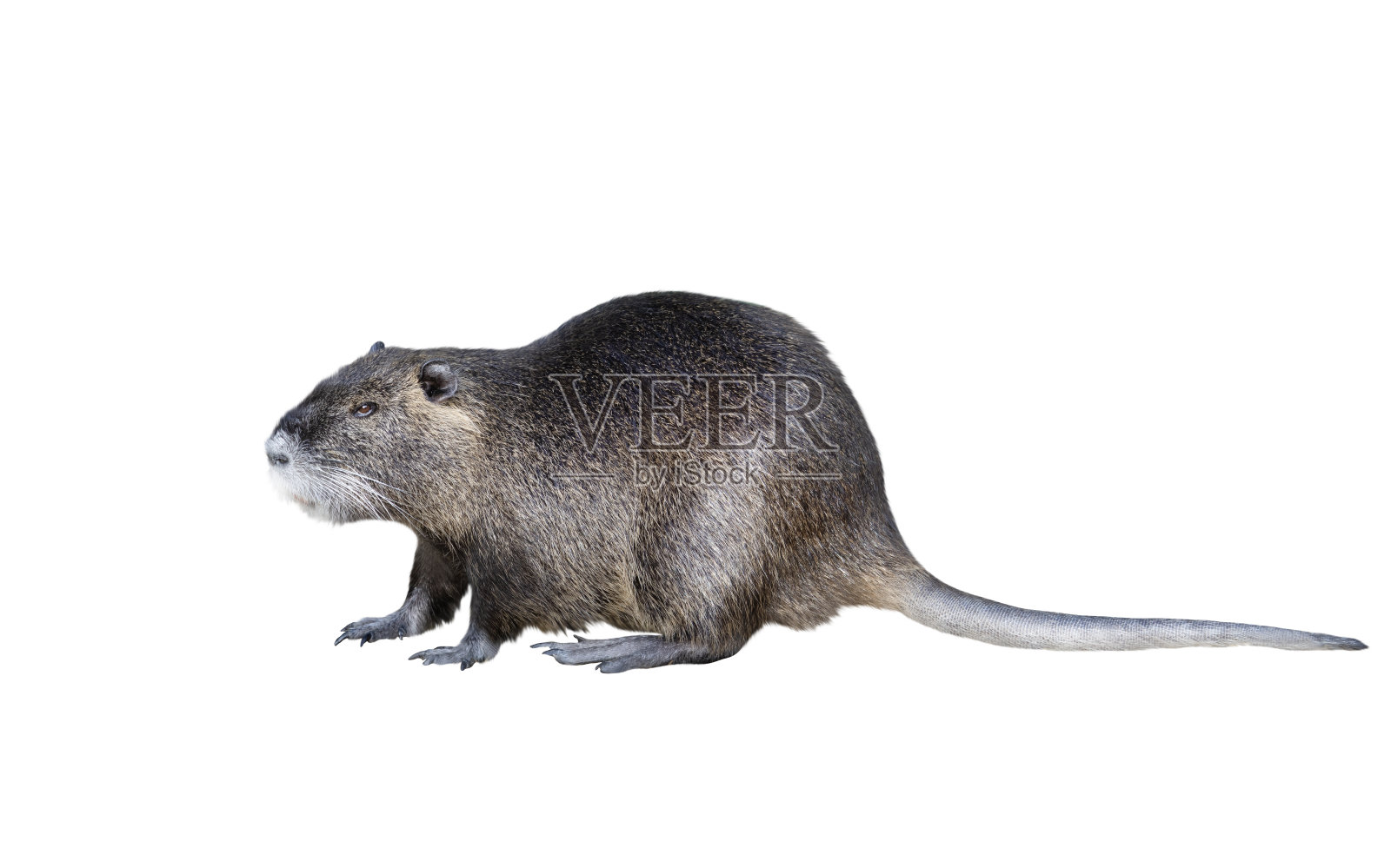 海狸鼠，一种大型啮齿动物，孤立在白色背景上照片摄影图片