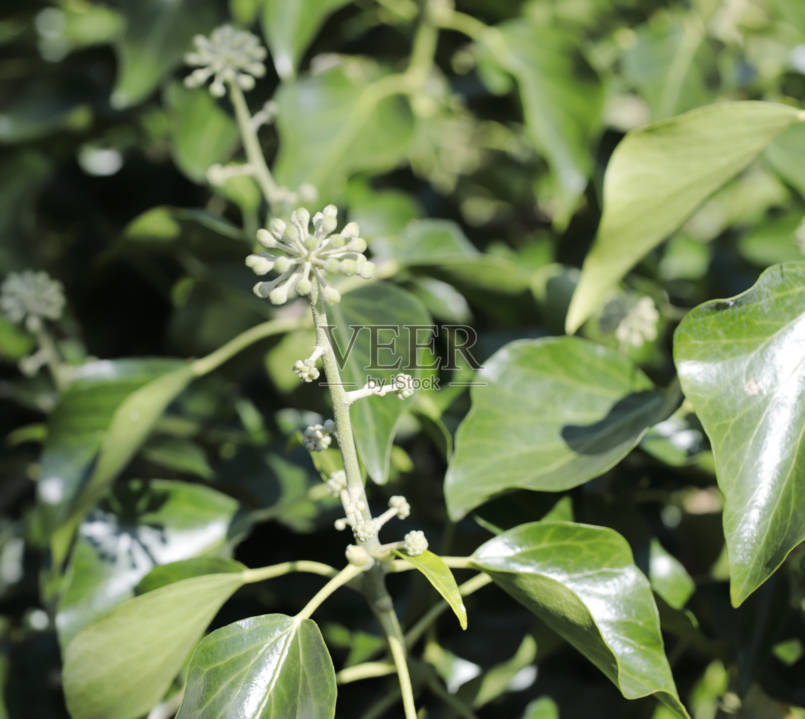 常春藤花苞照片摄影图片