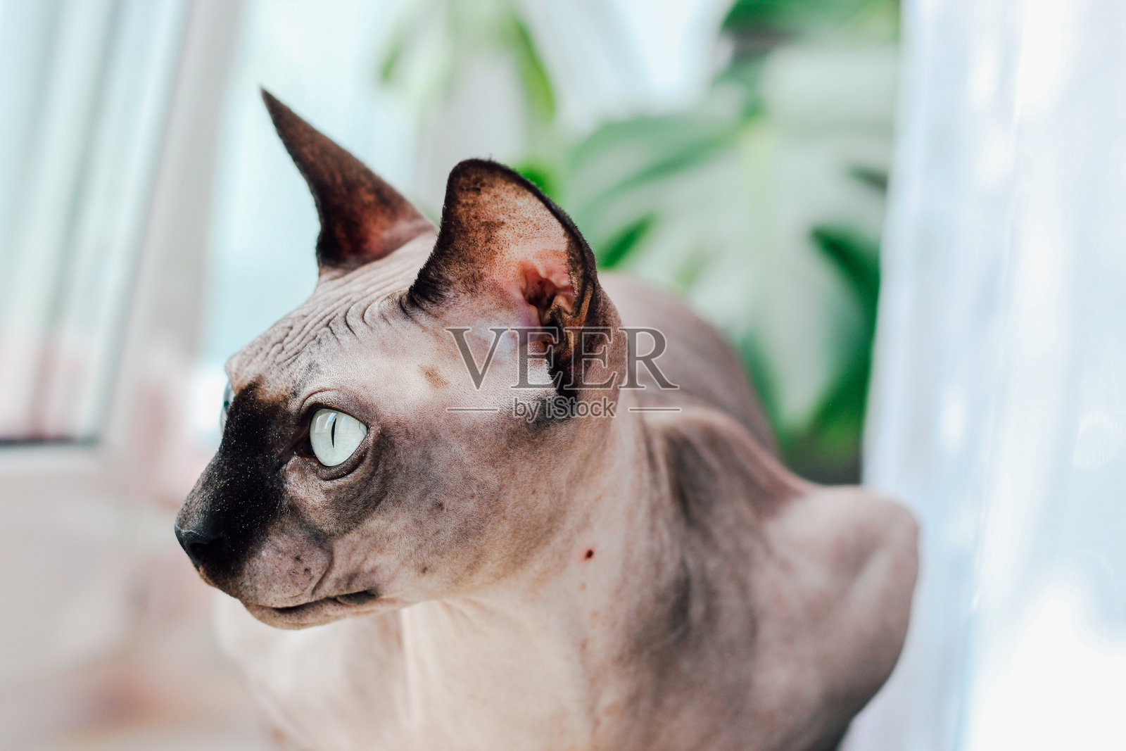 加拿大无毛斯芬克斯猫特写肖像照片摄影图片