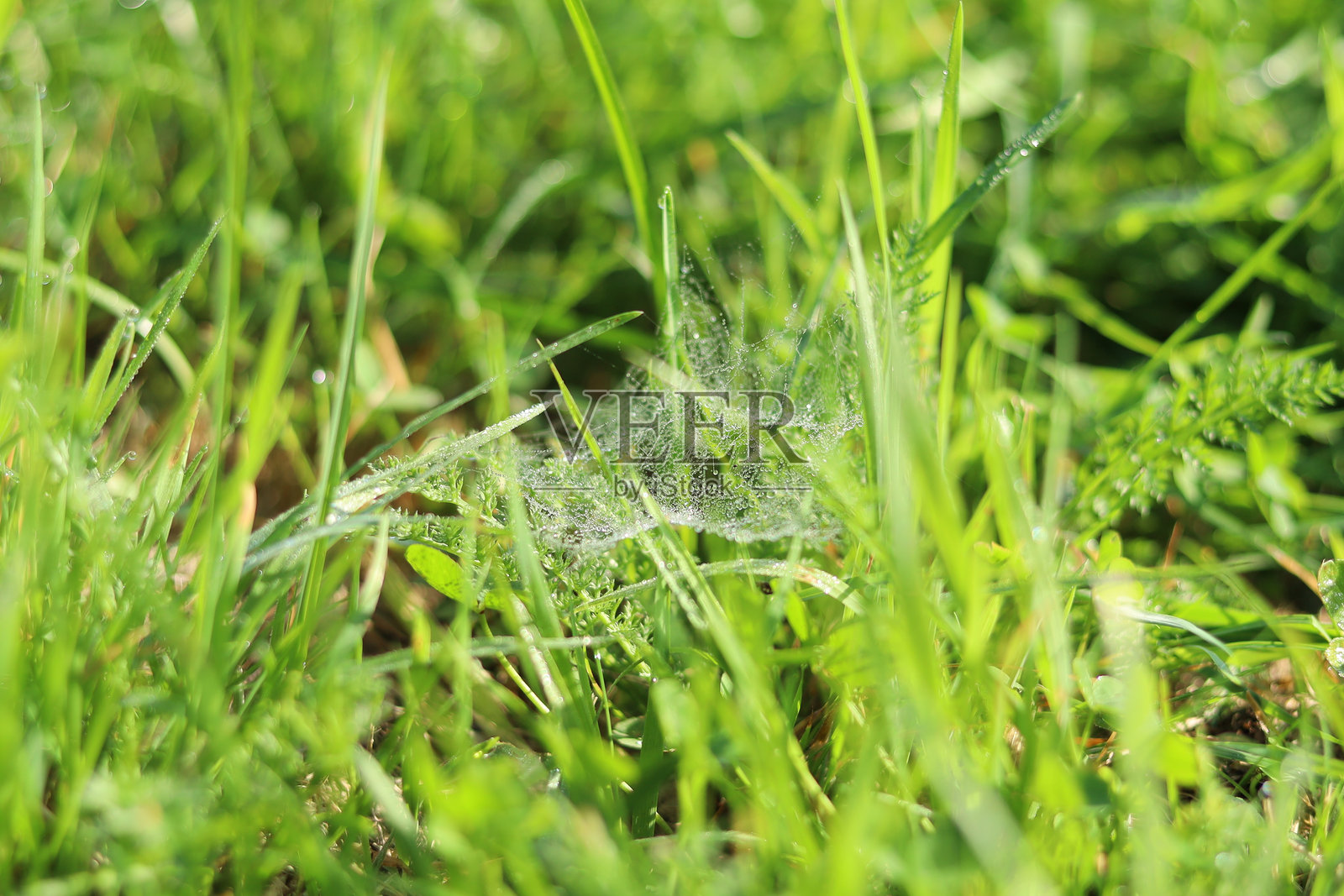 草地上的蜘蛛网带露珠，背景。照片摄影图片