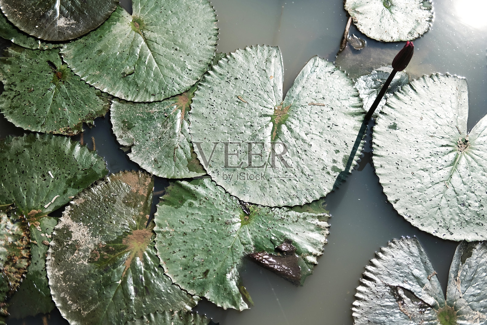 盛开的粉色莲花和叶片在池塘中，阳光和阳光射线洒在热带睡莲花园里。照片摄影图片