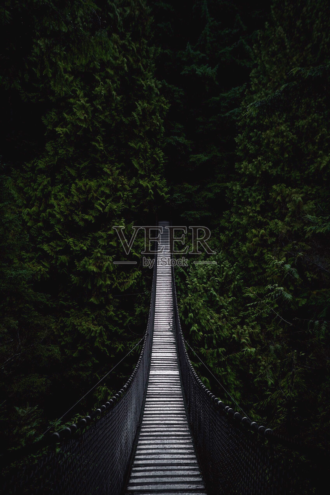 森林中树木间的高角度人行天桥视图照片摄影图片