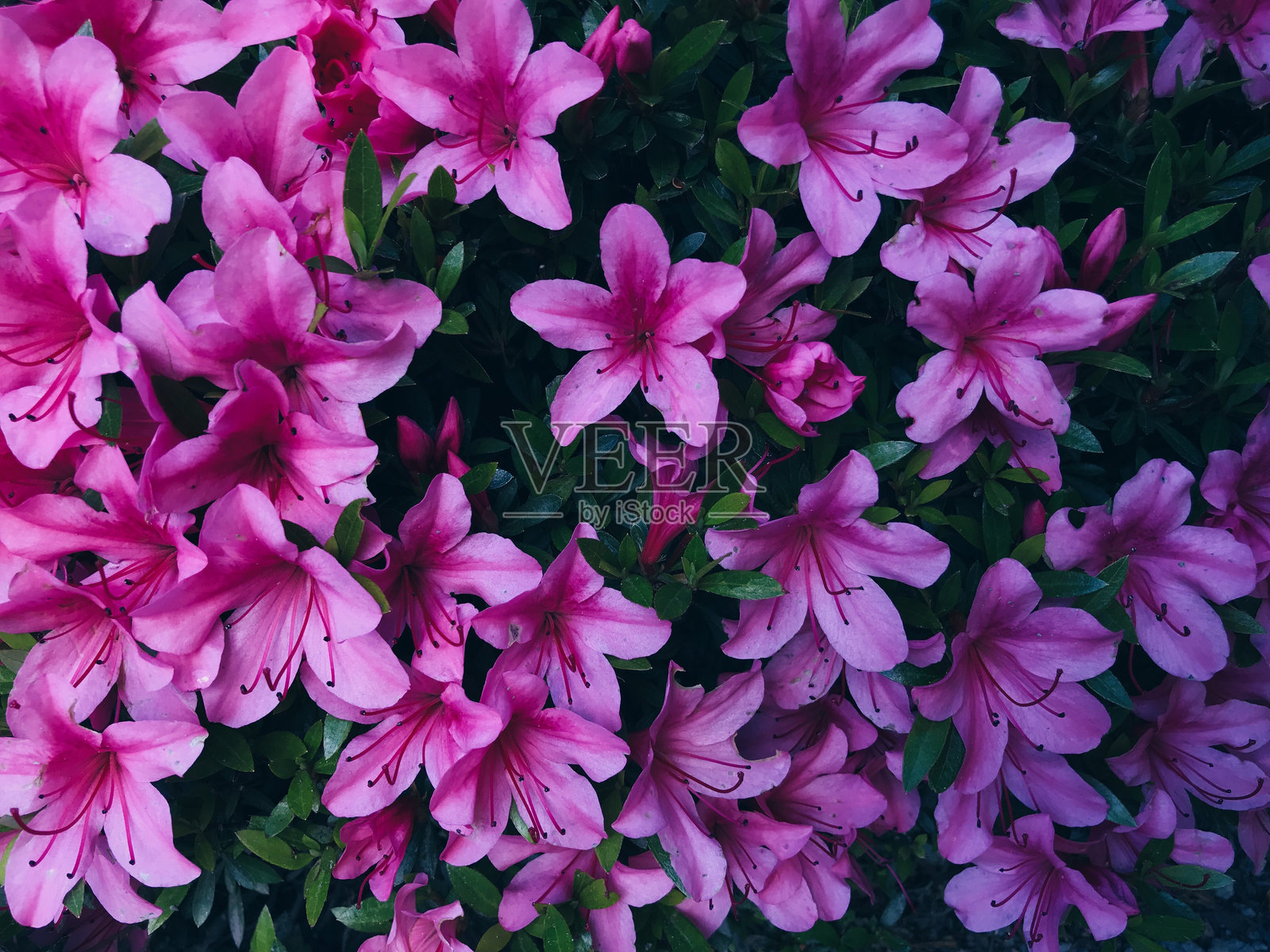 粉色花朵特写照片摄影图片