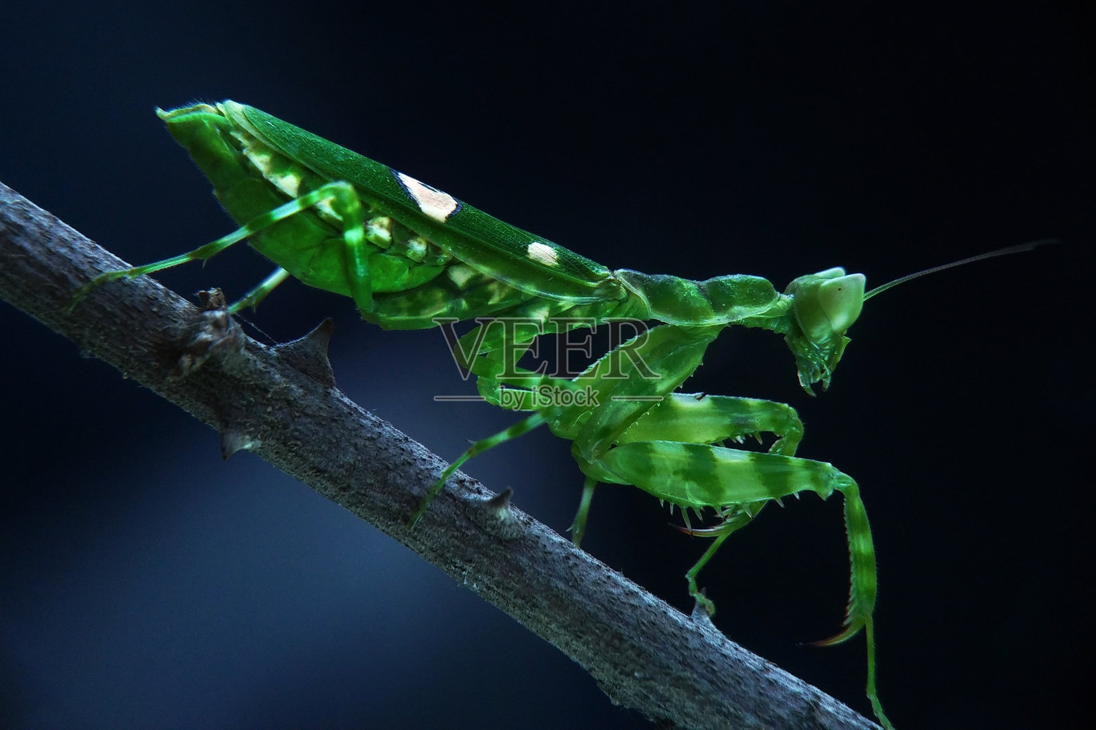 植物上的螳螂特写镜头照片摄影图片