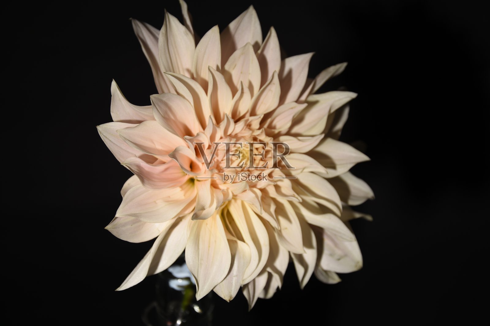 咖啡奶油大丽花特写照片摄影图片