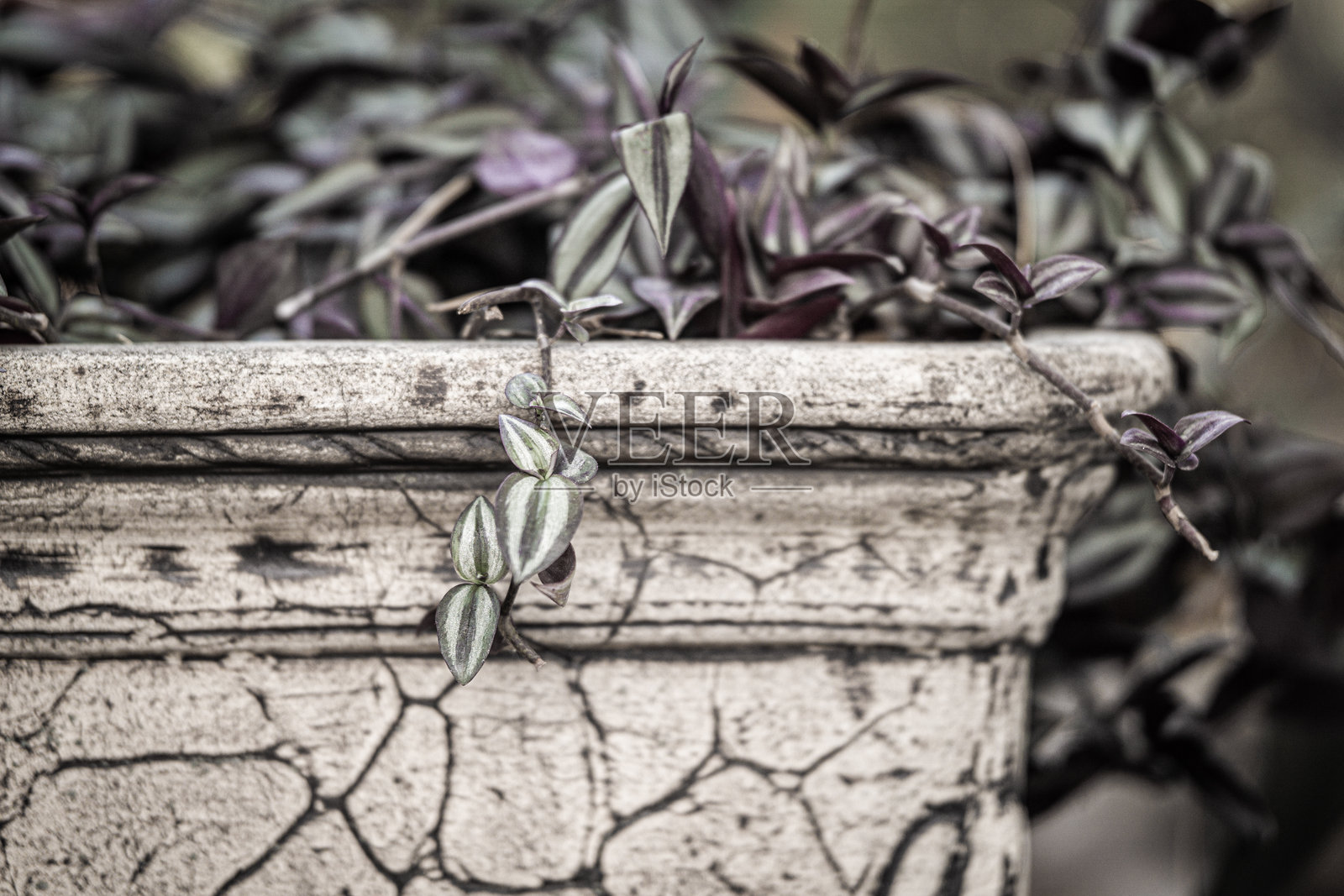 一盆大型复古花盆中的攀爬花卉，带有条纹紫绿色的叶子。照片摄影图片