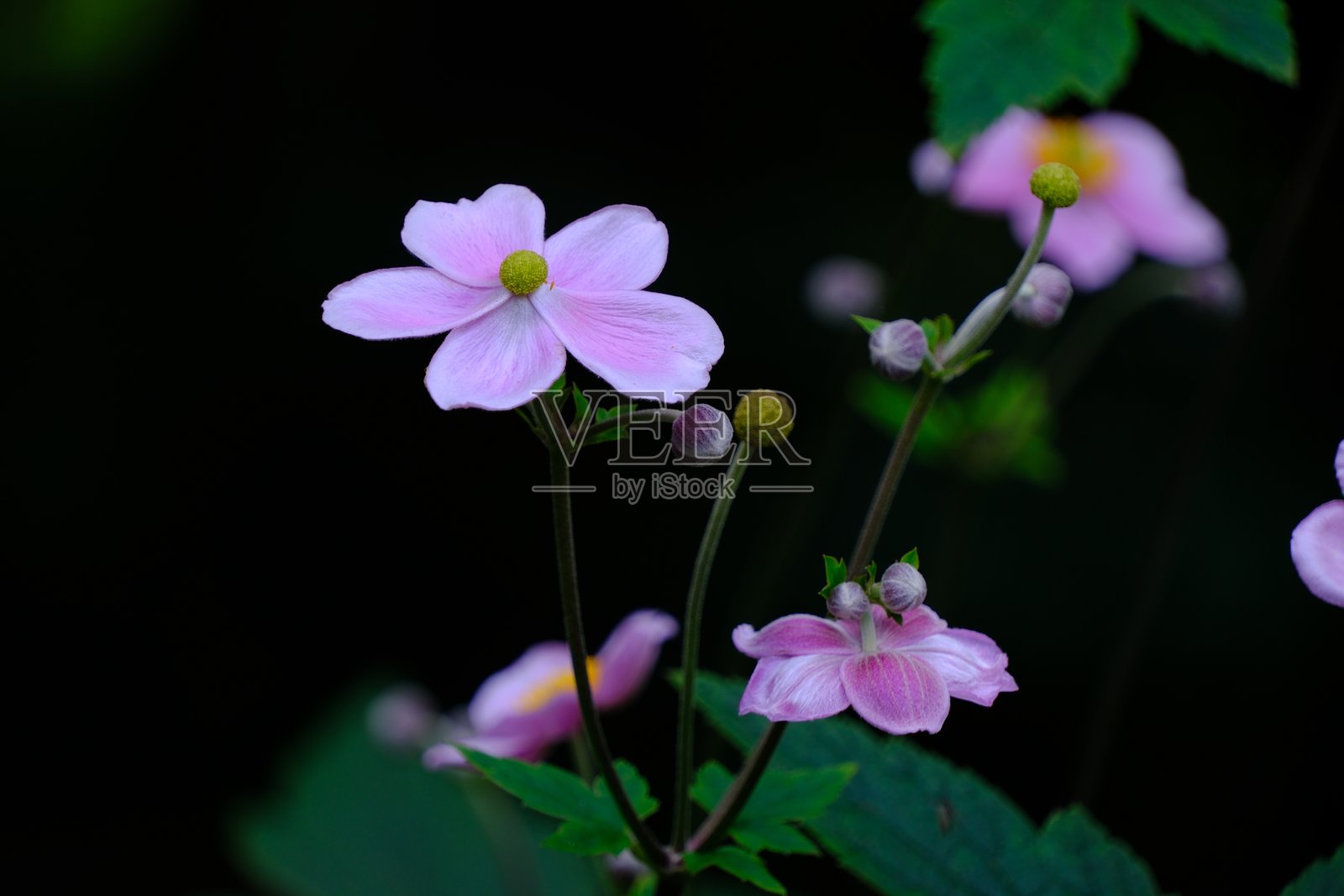 日本秋牡丹照片摄影图片