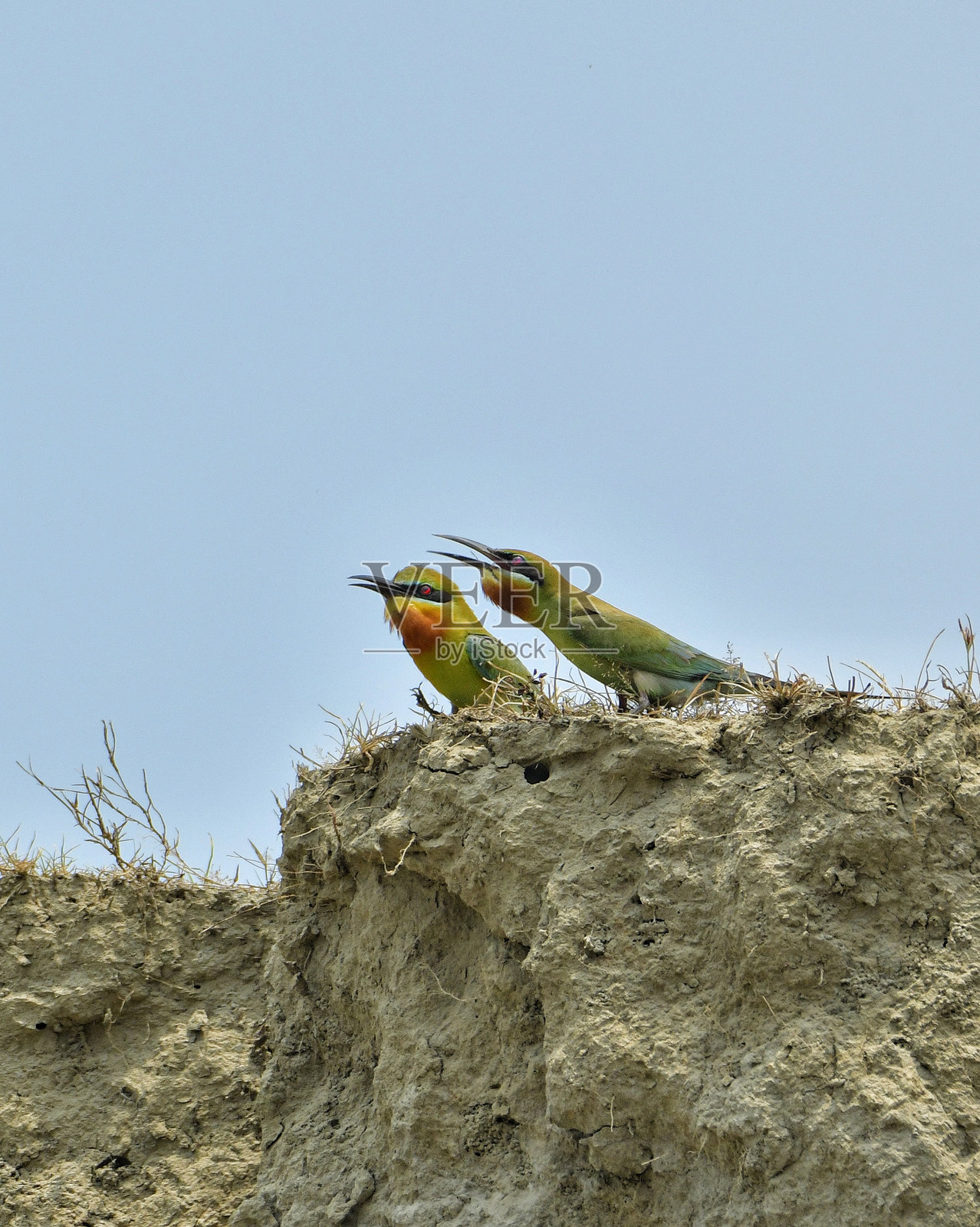 两只蓝尾绿蜂鸟在它们的巢前并肩而坐照片摄影图片