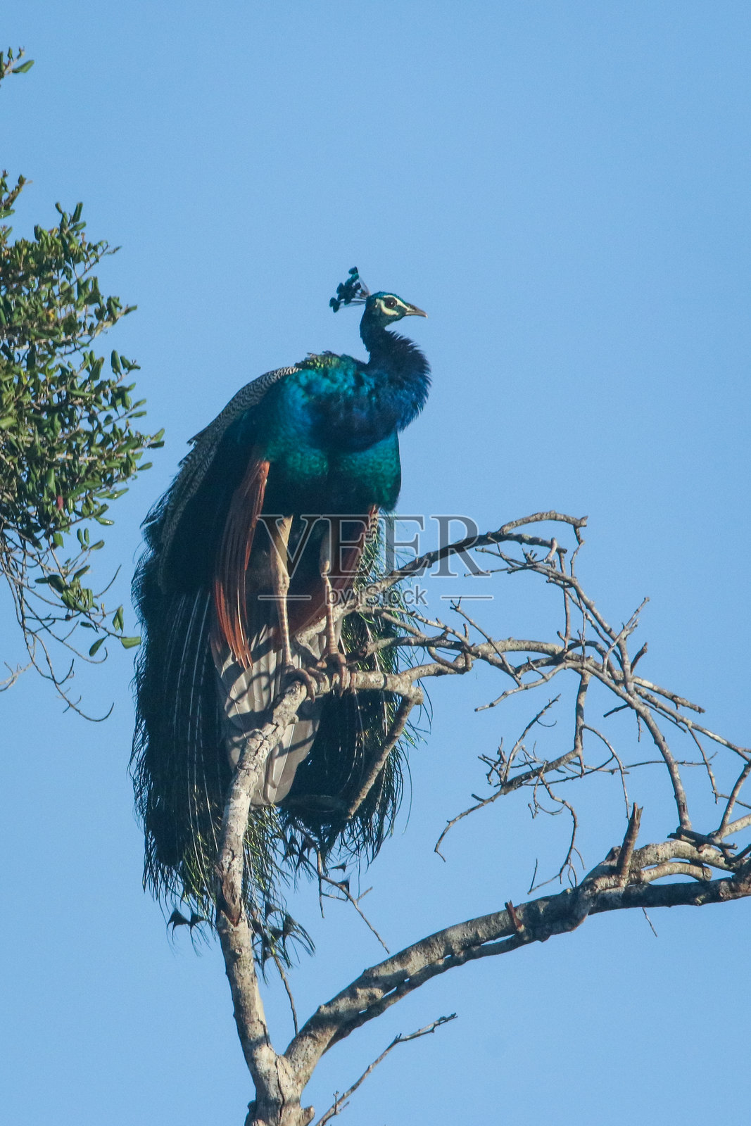 一只孔雀栖息在树枝上。照片摄影图片