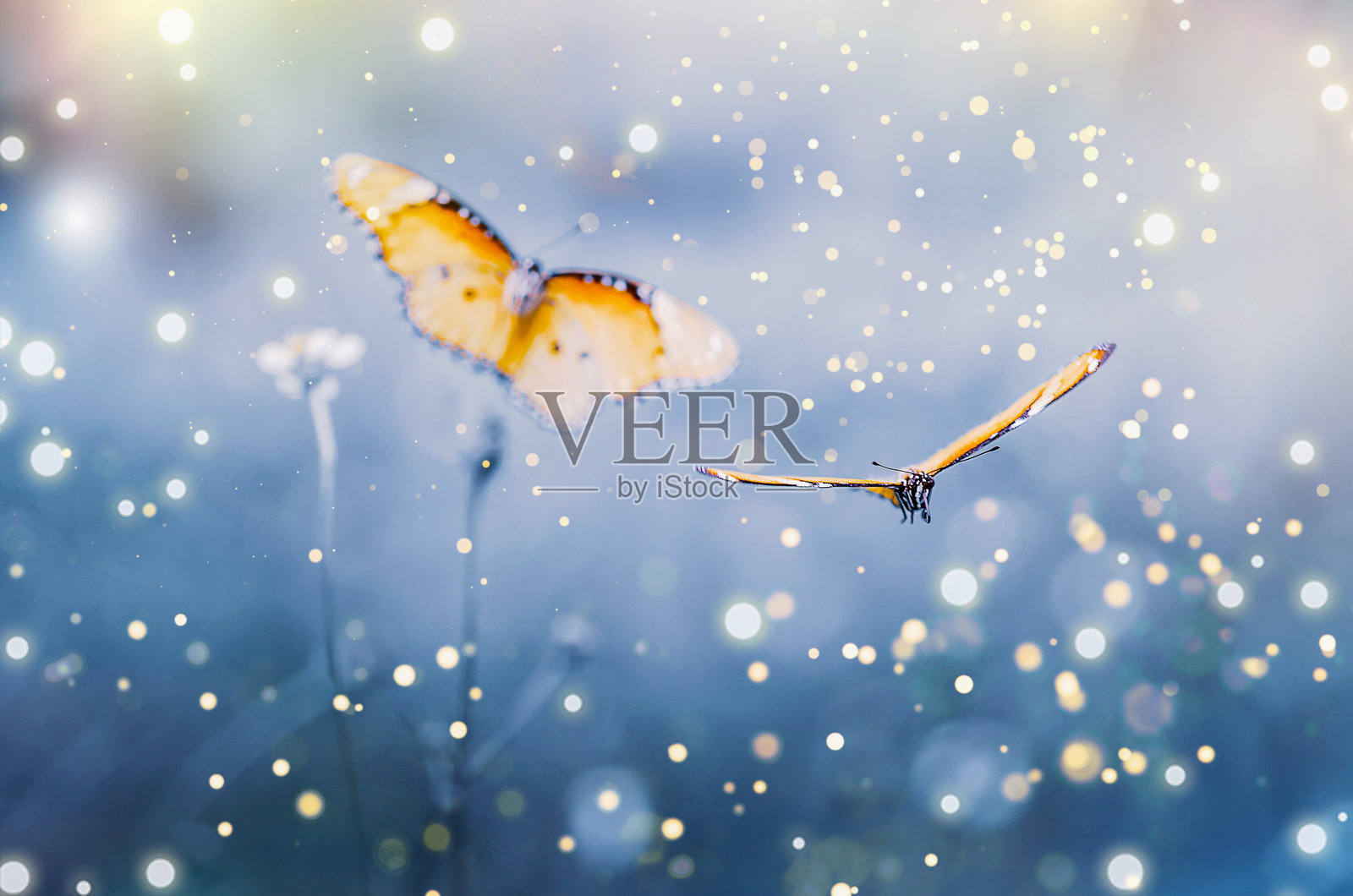 叶子上的昆虫特写照片摄影图片