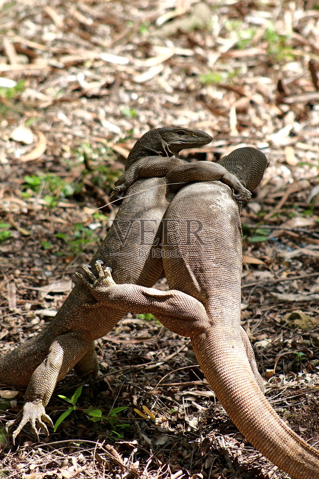两只科莫多龙互相搏斗的场景照片摄影图片