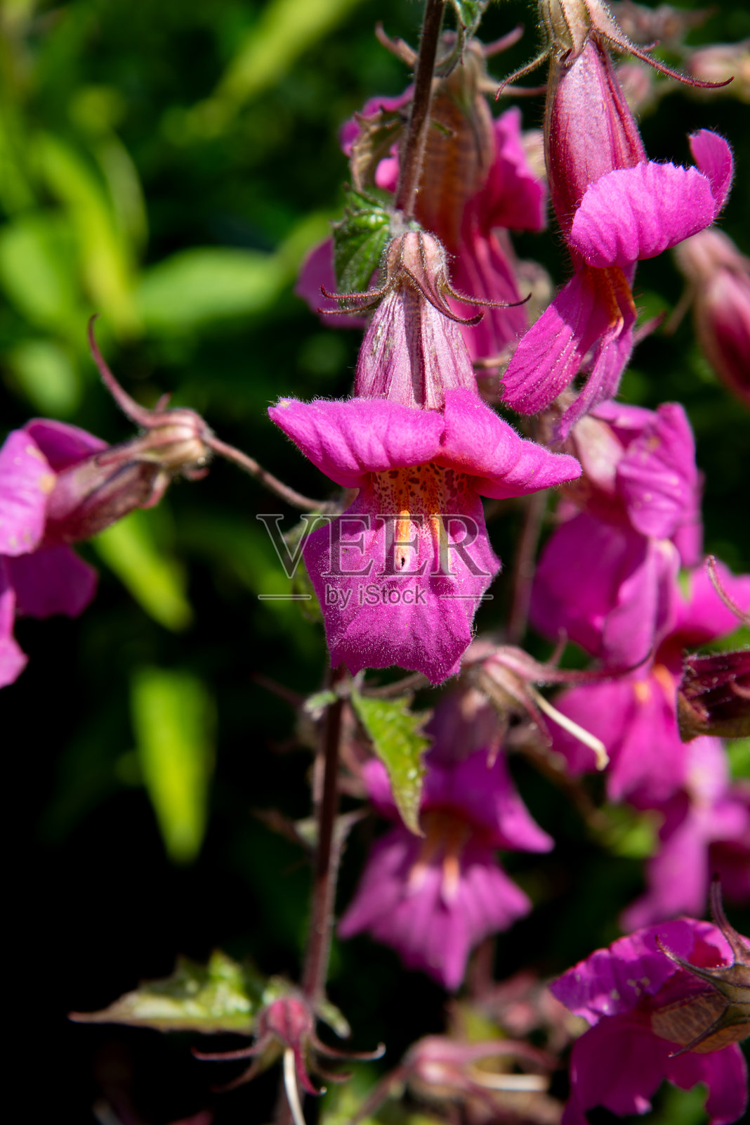 角茎黄芪，花园中的粉色中国狐尾草花照片摄影图片