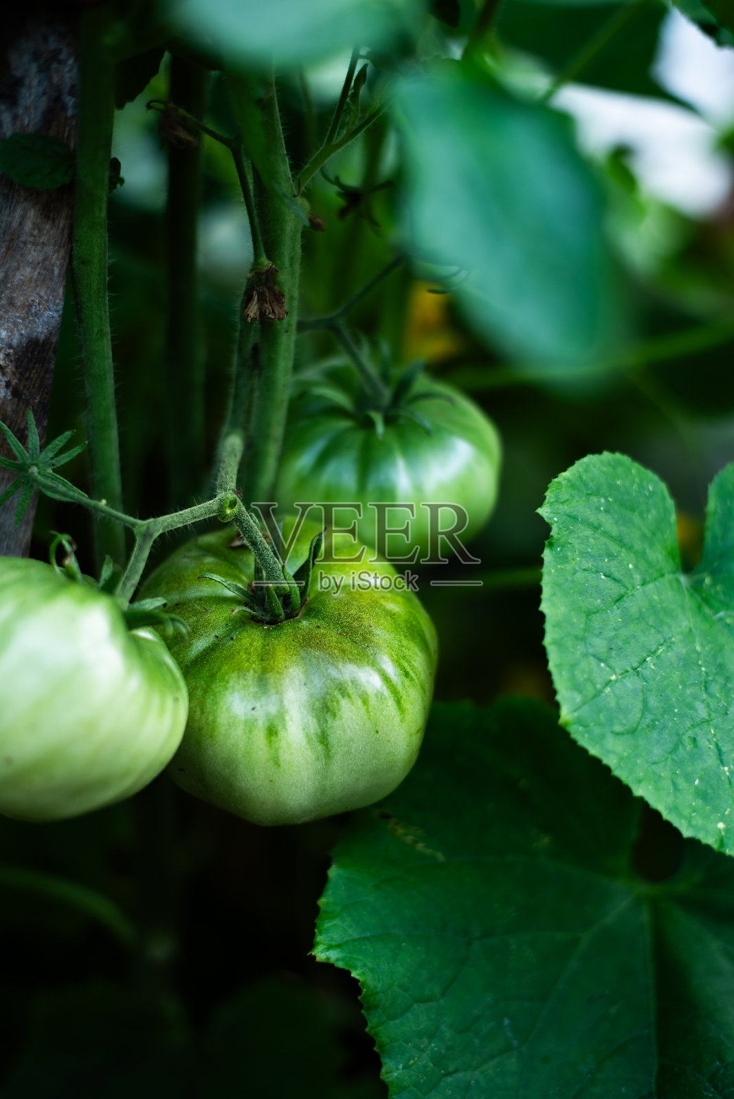 青色番茄、番茄植物及其叶子。新鲜的青色番茄照片摄影图片
