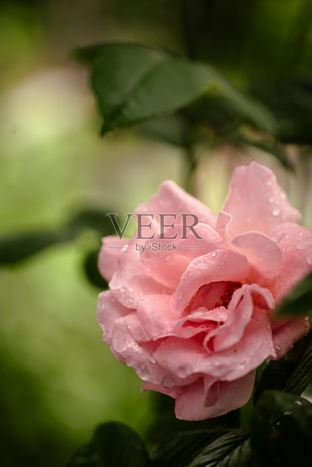 精致的粉色玫瑰花特写。照片摄影图片