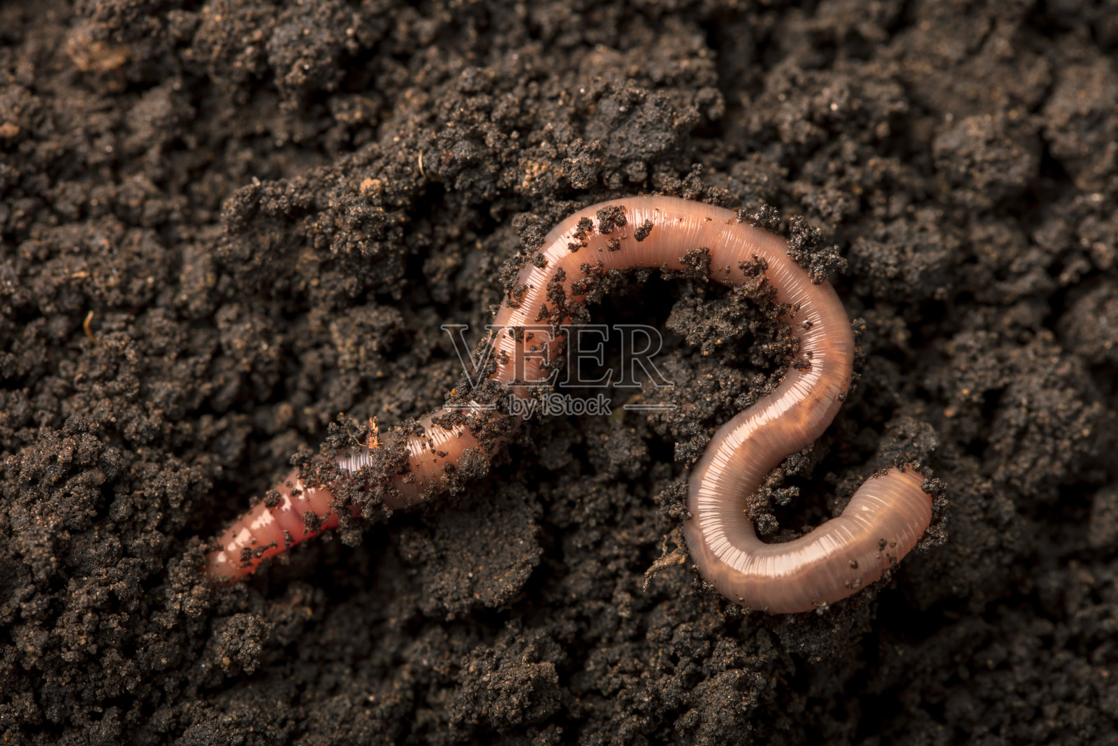 土壤中的蚯蚓照片摄影图片