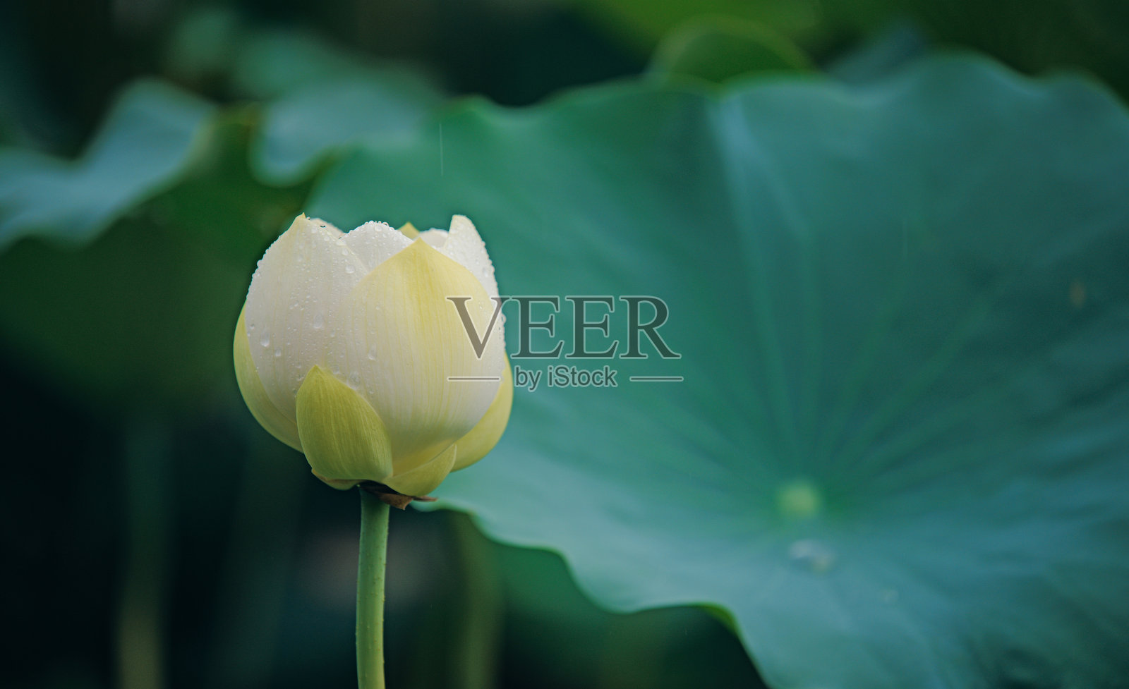 莲花花蕾照片摄影图片