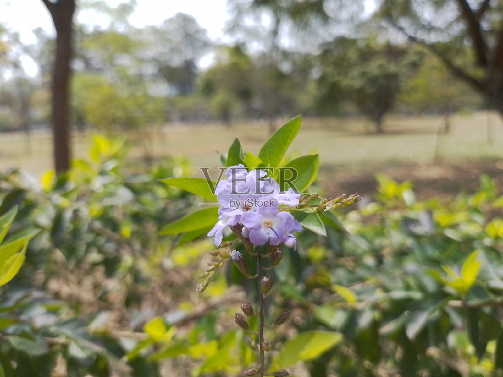 正午时分的公园初春景色照片摄影图片