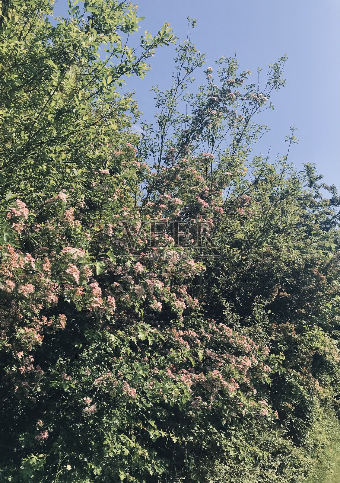 盛开的绿叶灌木和树木的风景，周围有灿烂的阳光、蓝天和白云。照片摄影图片