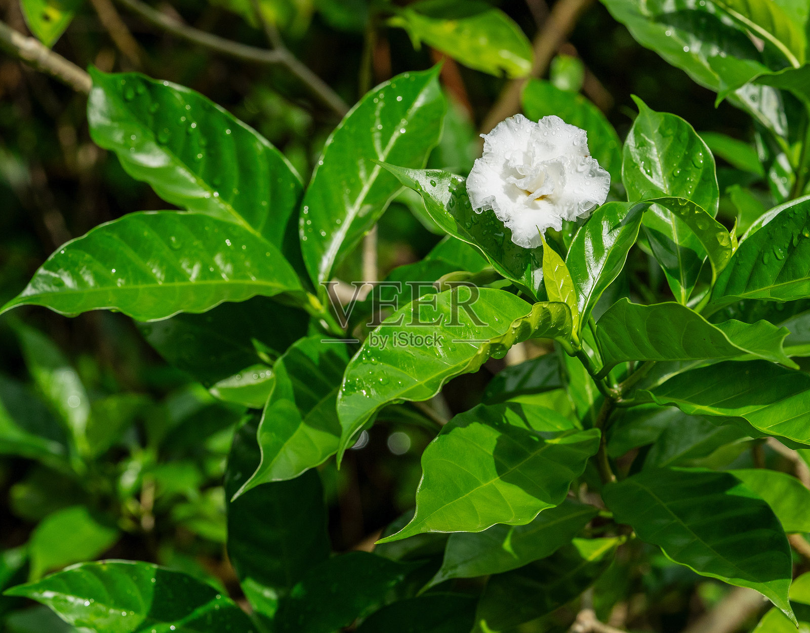 双花栀子的花朵和鲜绿色的叶子，属于栀子花（Tabernaemontana divaricata）的一个品种，是一种原产于东亚的受欢迎的园艺灌木。照片摄影图片