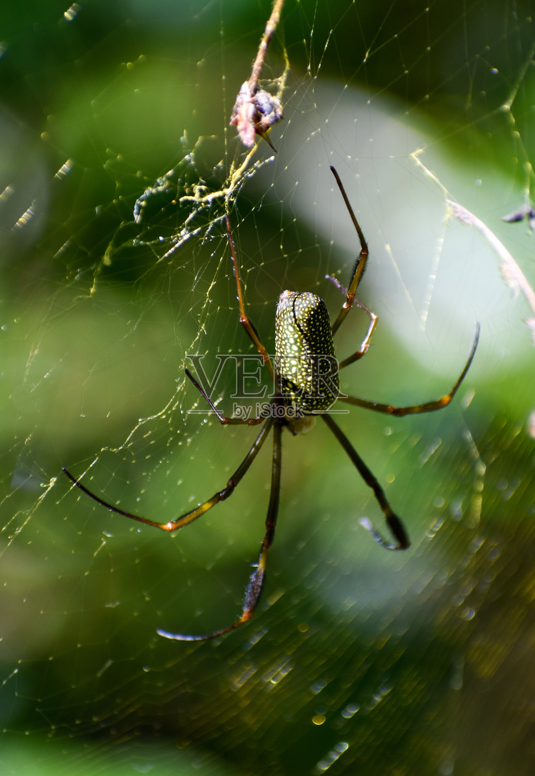 蜘蛛照片摄影图片
