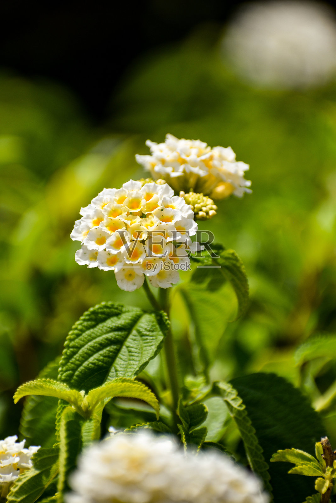 白色花朵照片摄影图片