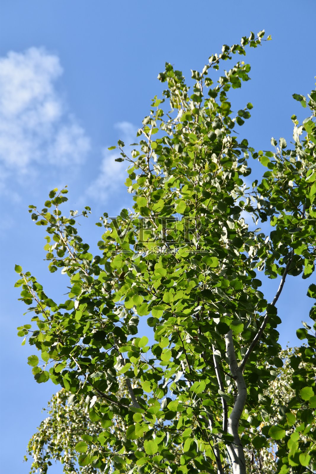 白杨树的顶部照片摄影图片