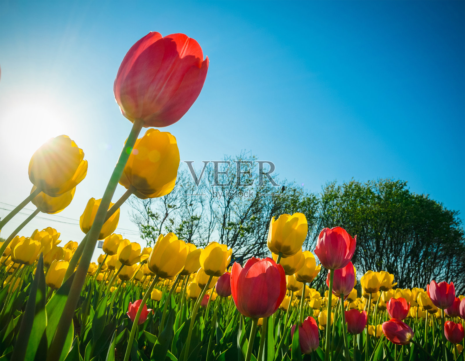 五彩缤纷的郁金香与晴朗的天空照片摄影图片