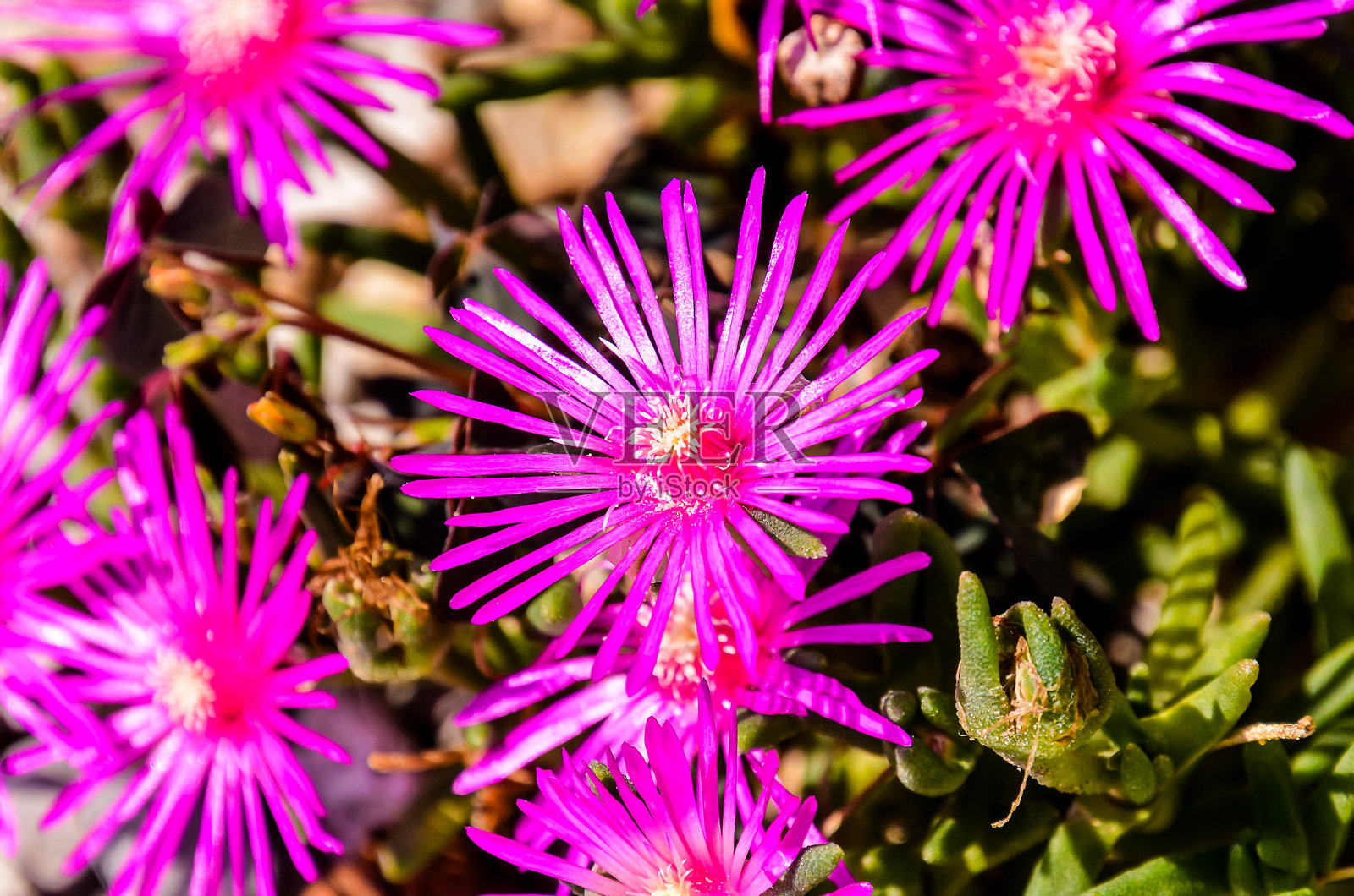 一束粉色花朵与绿色茎杆照片摄影图片