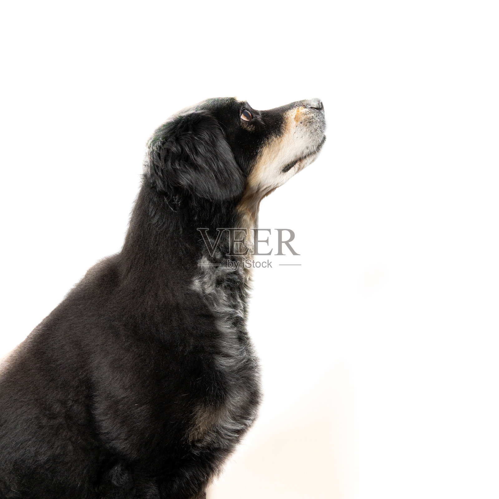 狗照片摄影图片