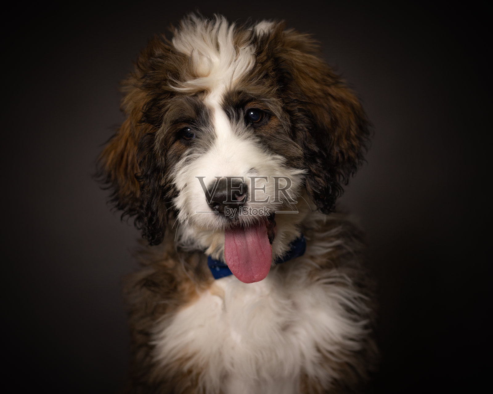 狗照片摄影图片