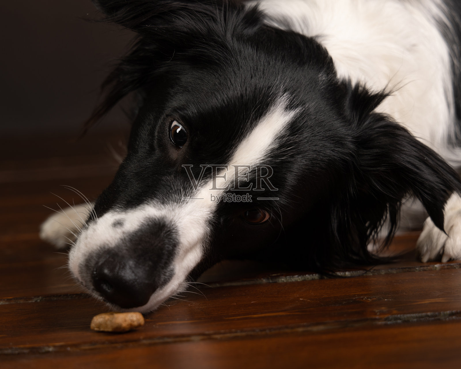 狗照片摄影图片