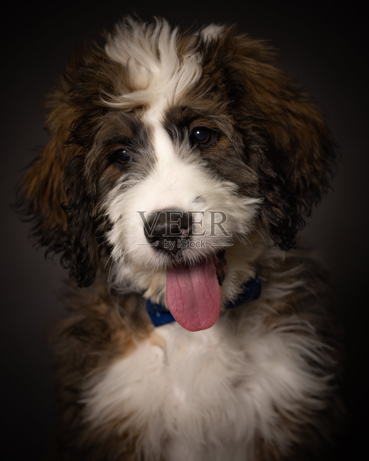 狗照片摄影图片