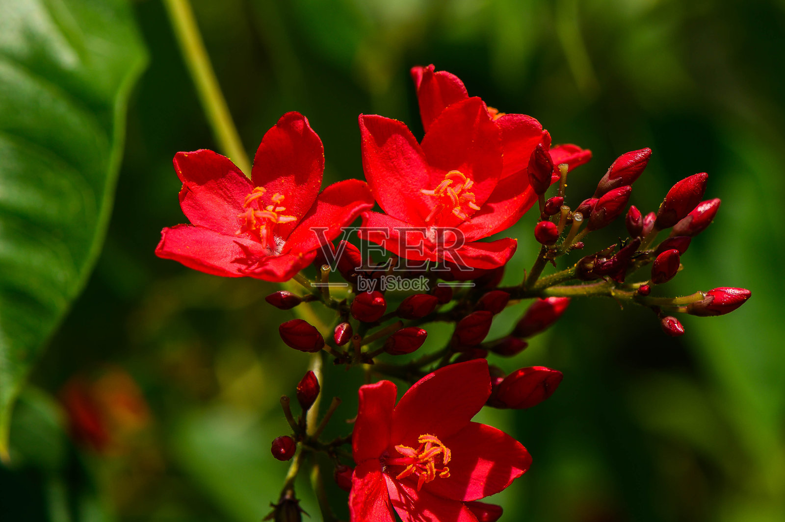 红色的朱槿花和花蕾特写镜头照片摄影图片