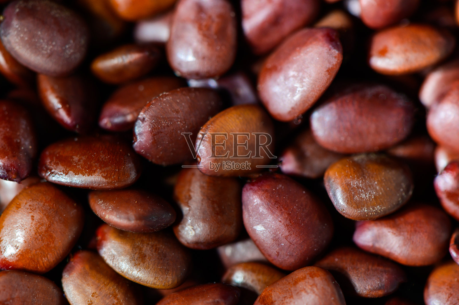 一颗角豆种子的重量为一克拉照片摄影图片