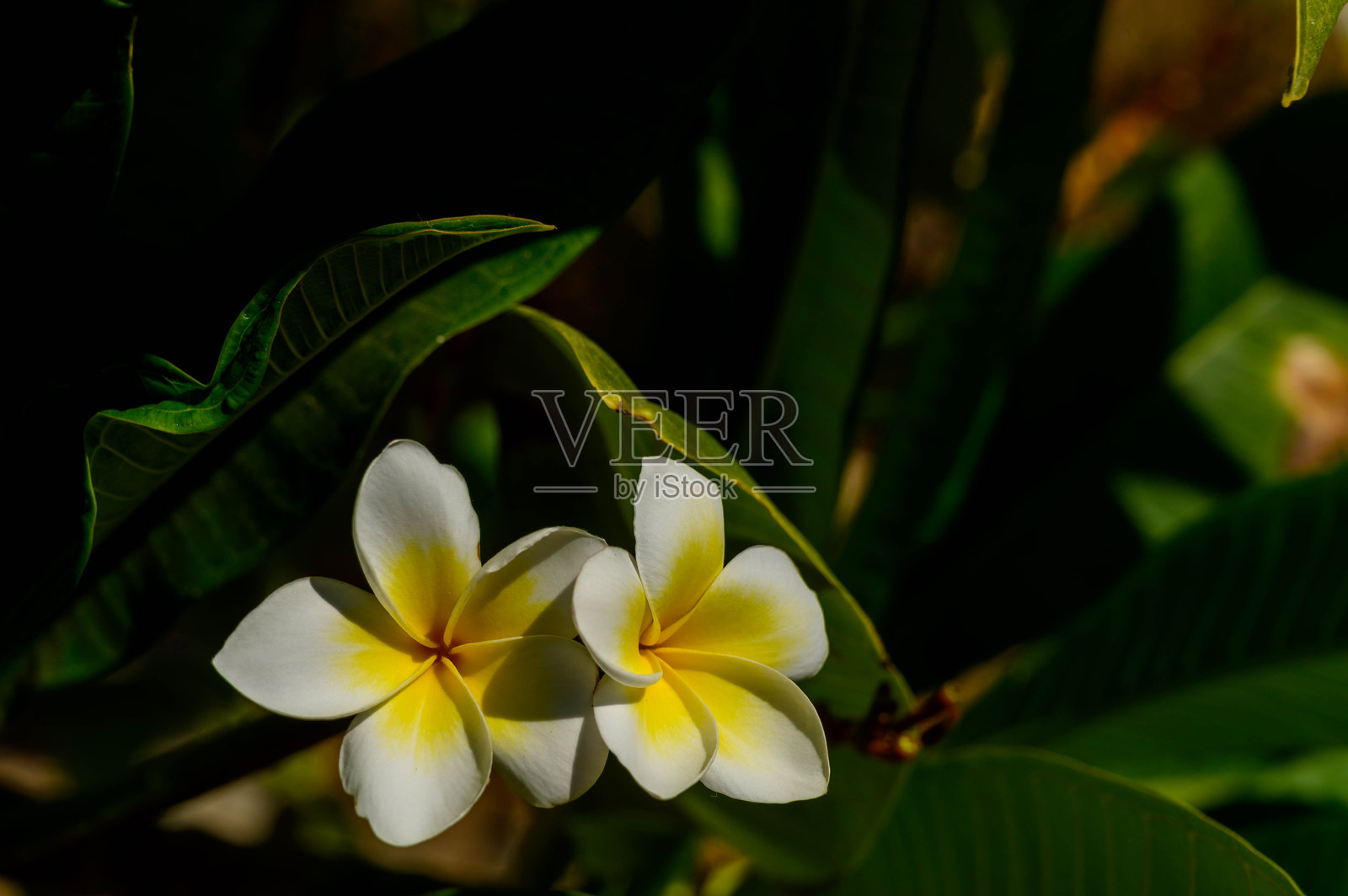 缅栀花。黄色和白色的鸡蛋花热带植物，缅栀花在树上盛开。照片摄影图片