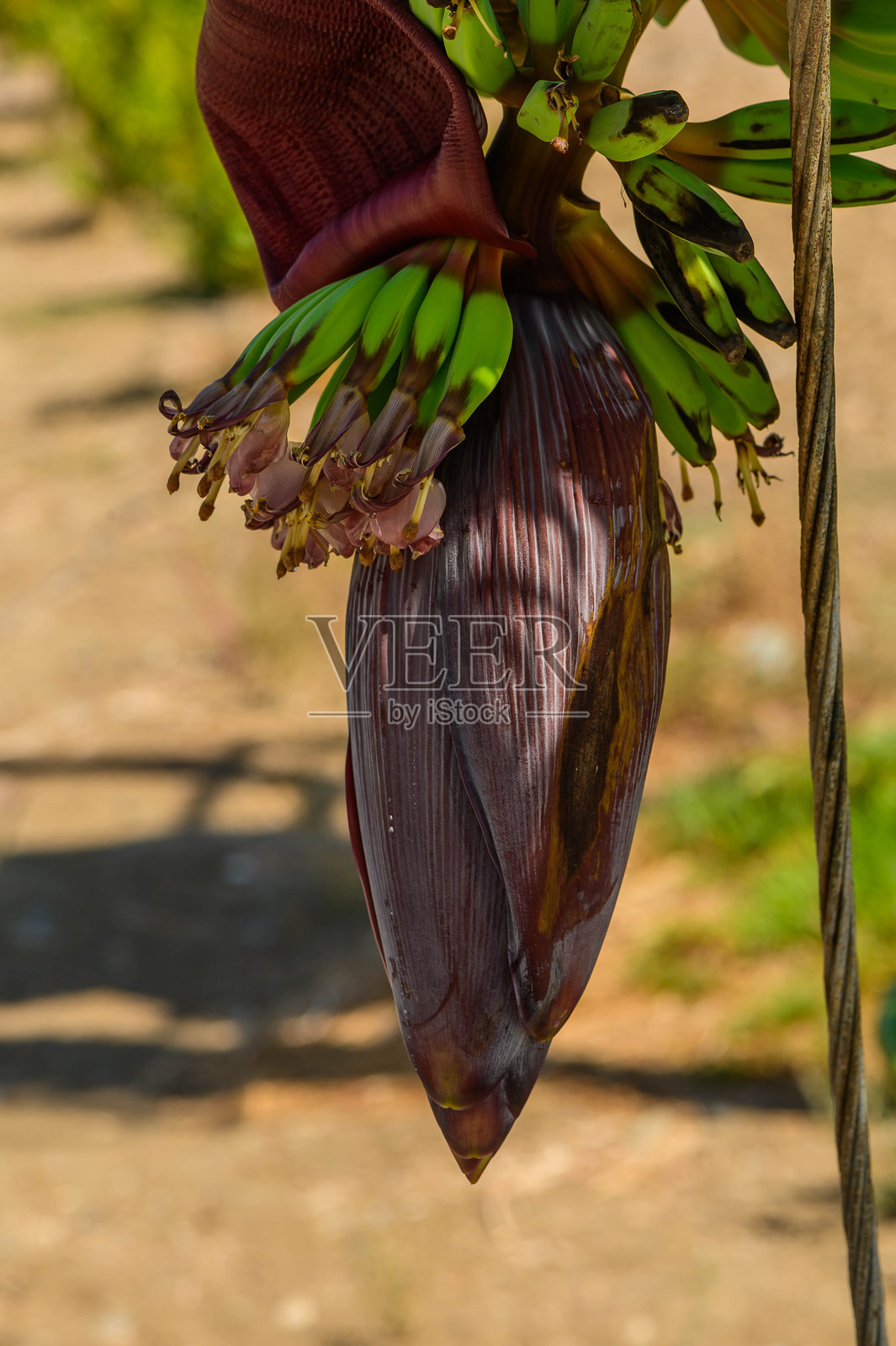 树上带有绿色背景的香蕉花蕾照片摄影图片