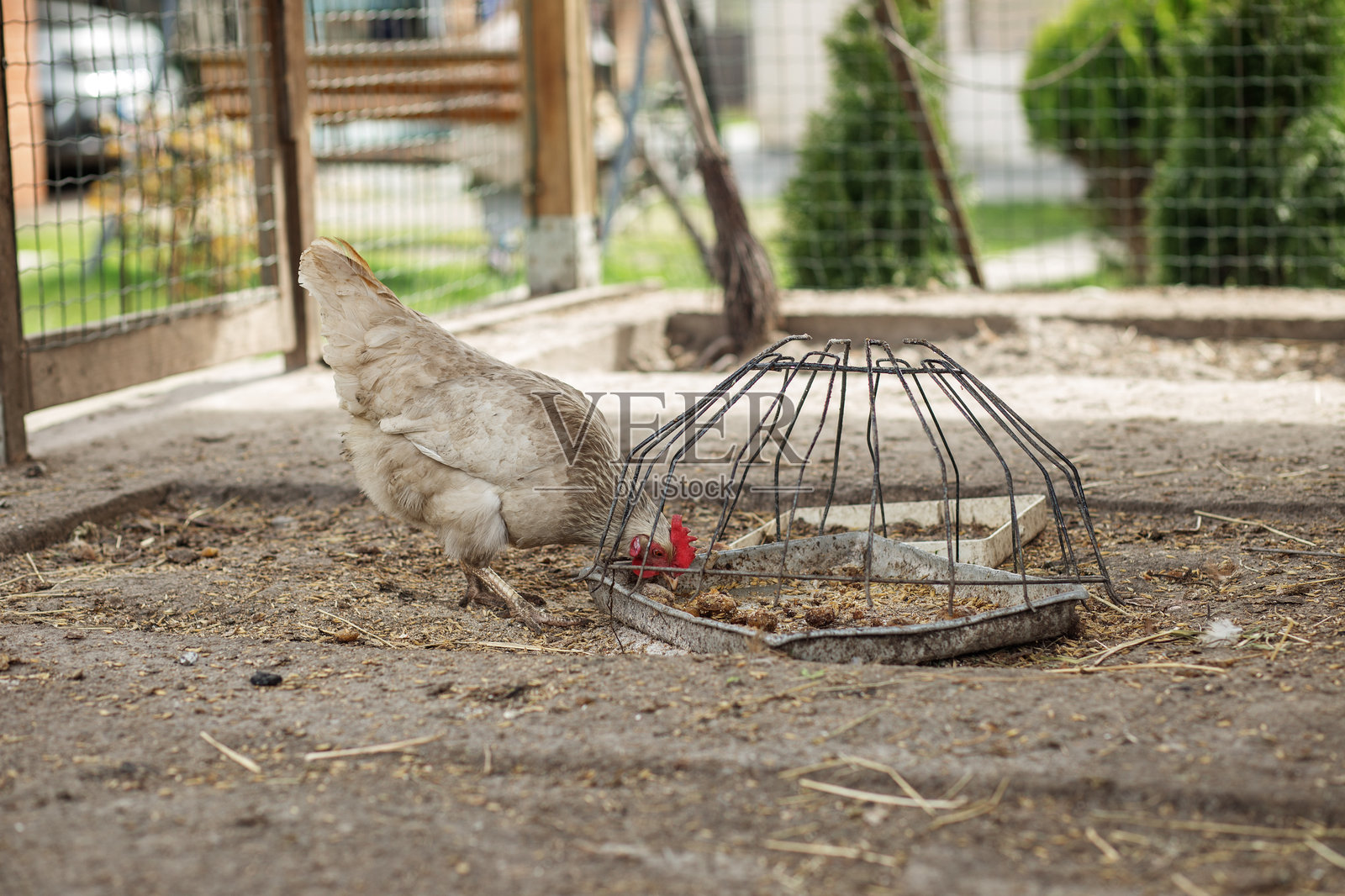 农场。鸡在饲料槽附近啄地。照片摄影图片