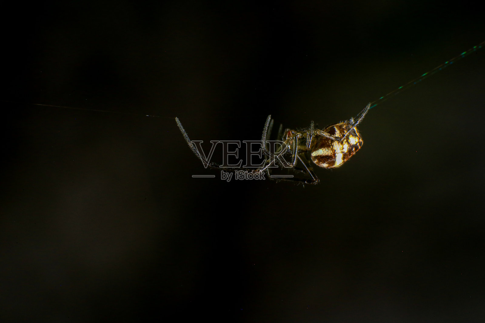 森林中网上的跳蛛特写照片照片摄影图片