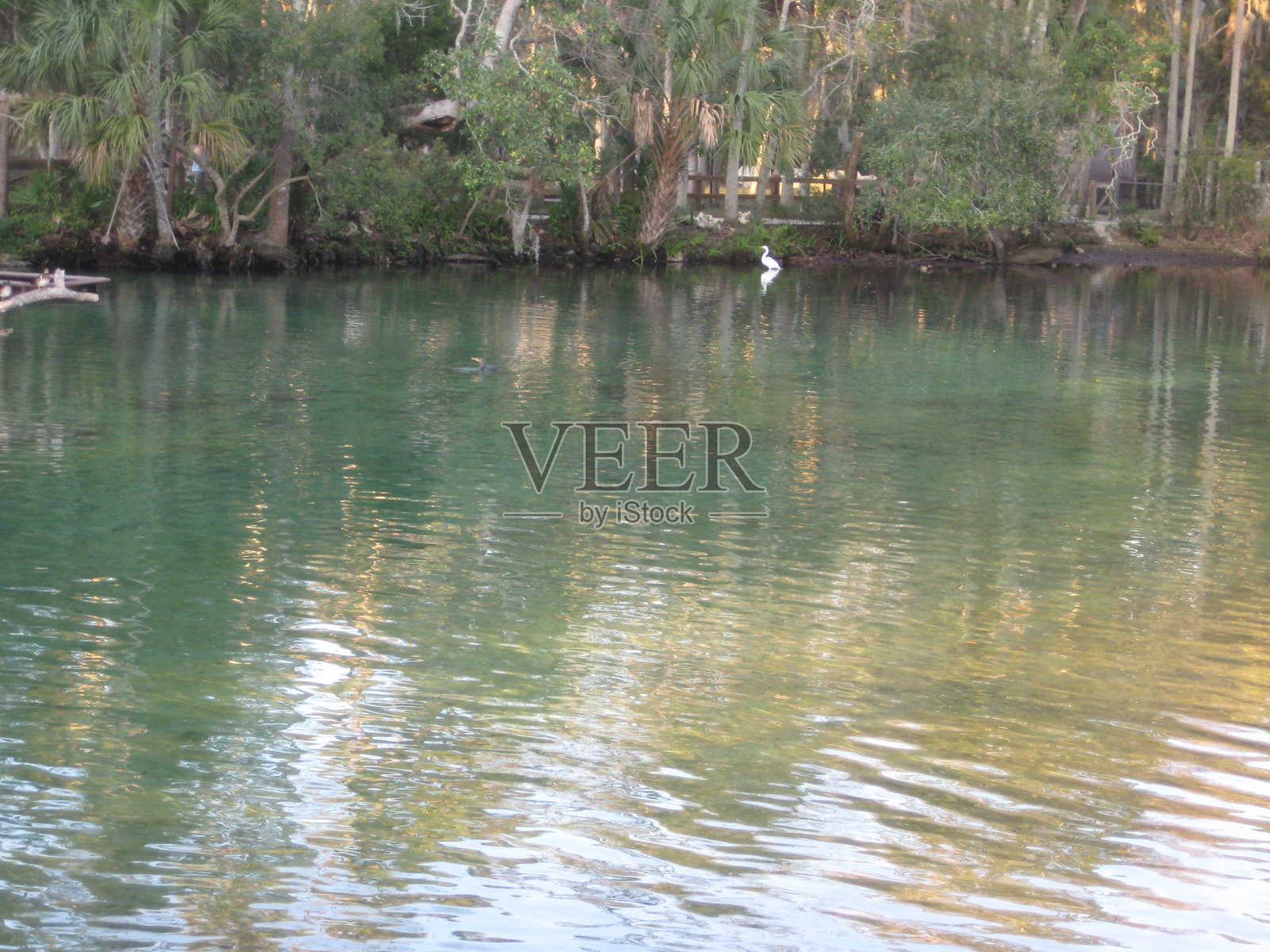 佛罗里达州霍莫萨萨泉州立公园周围的风景摄影，背景为碧绿色水域照片摄影图片