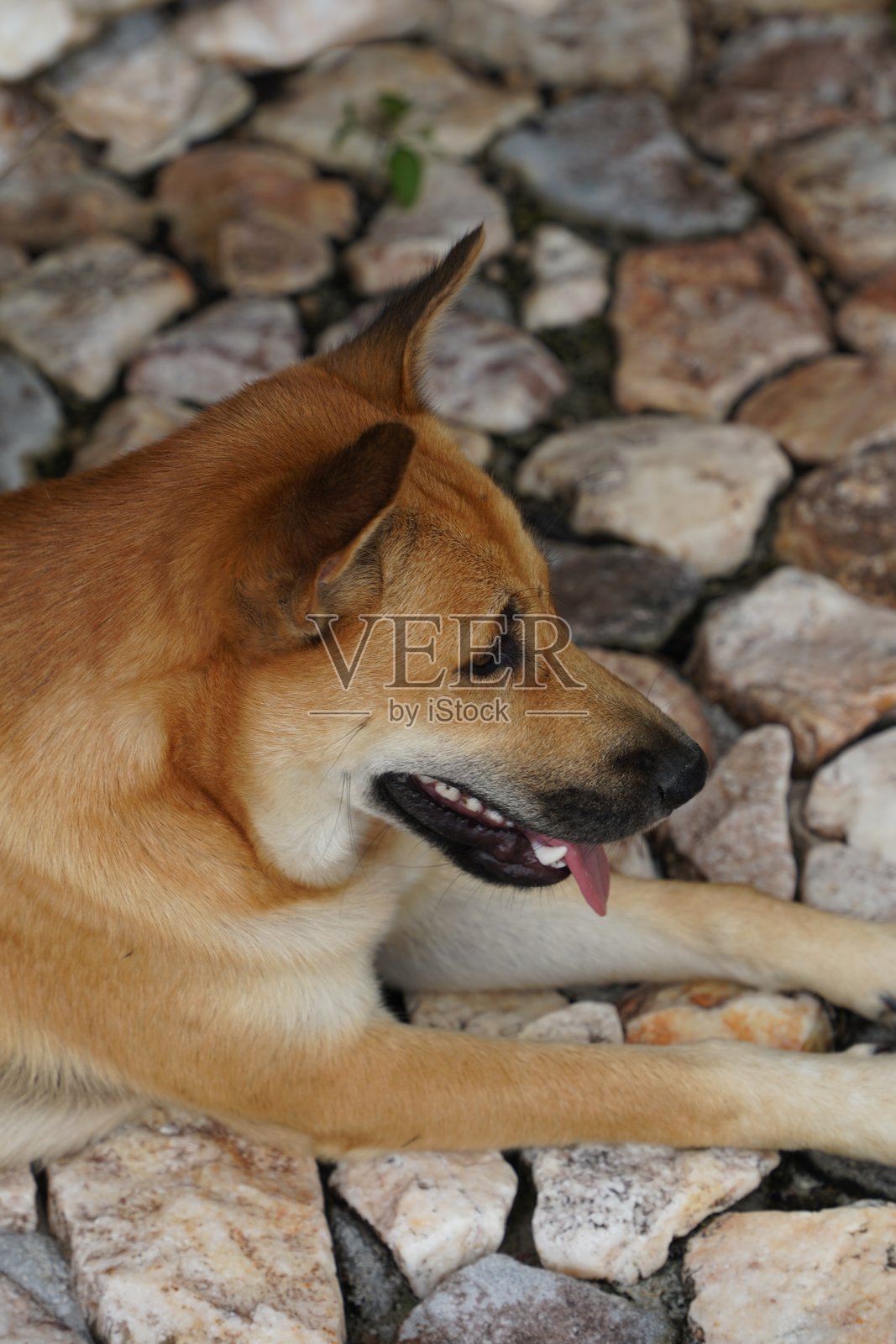 狗。人类最好的朋友照片摄影图片