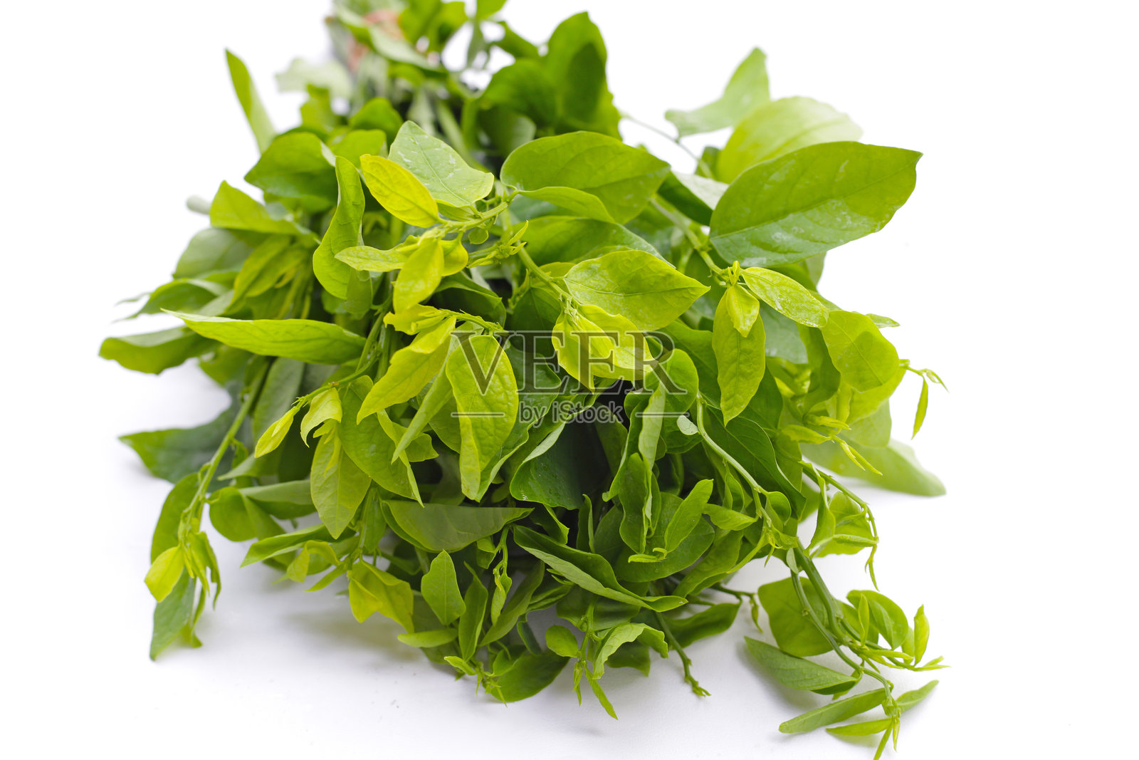 绿叶的双子叶植物照片摄影图片