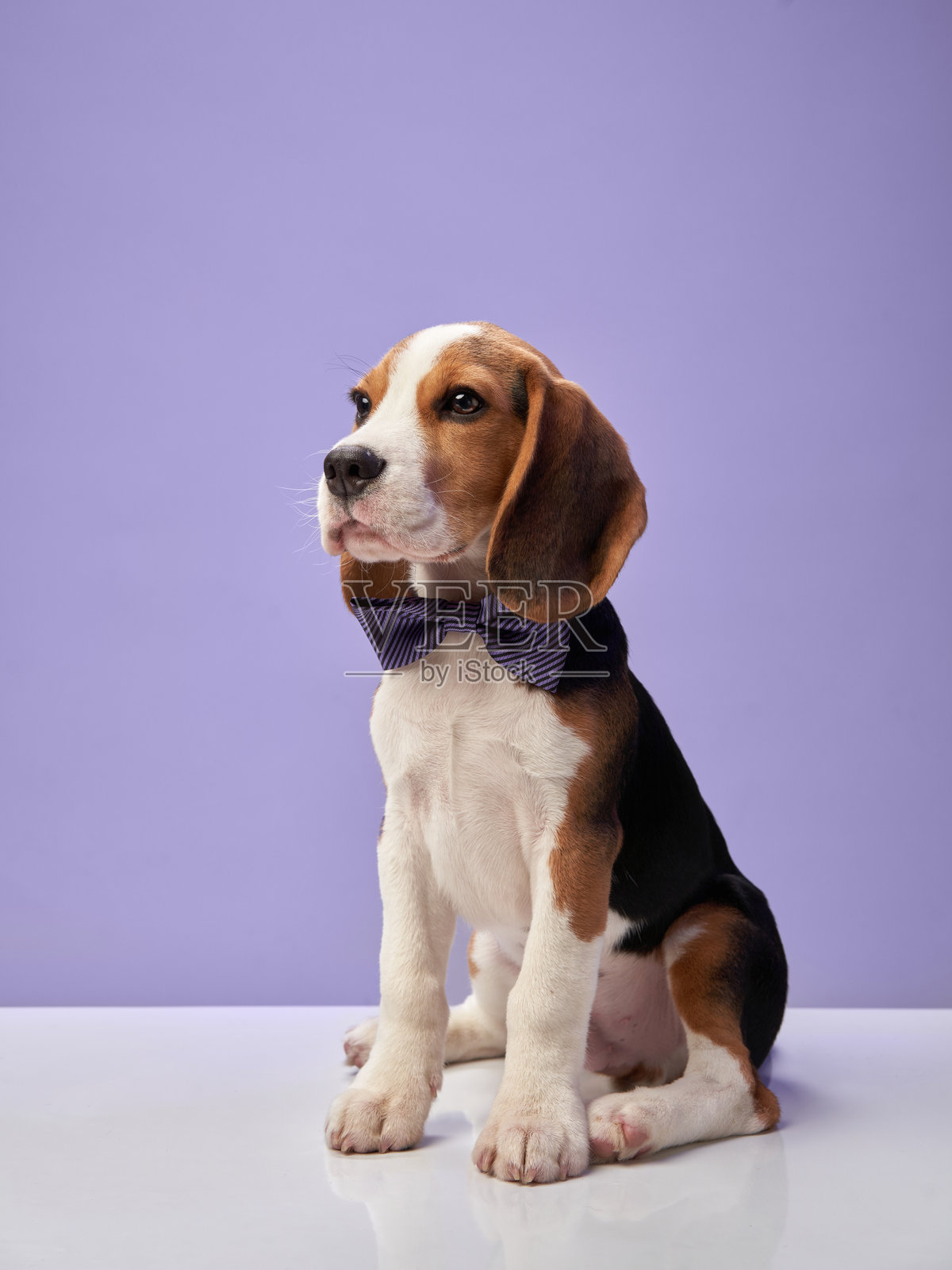 穿着领结的比格犬照片摄影图片