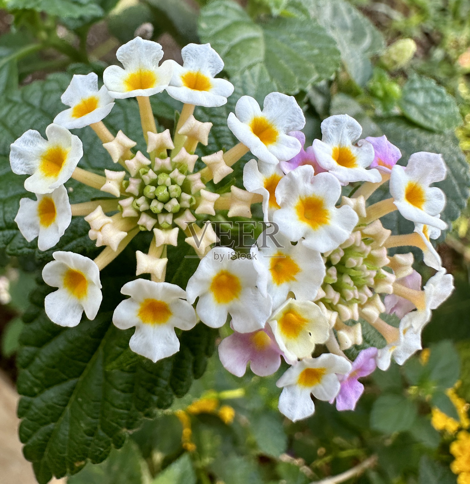马缨丹花照片摄影图片